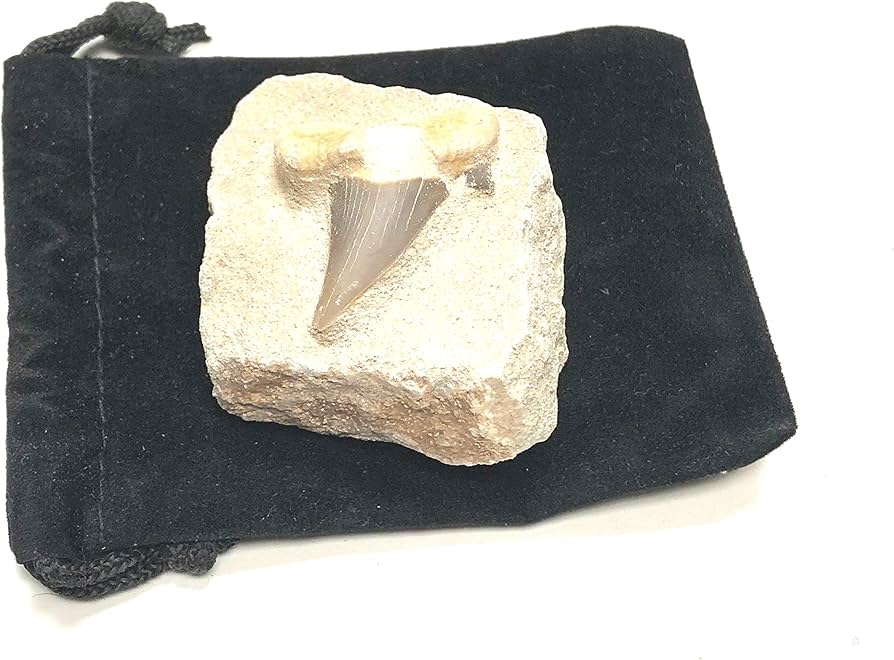 Amazon.co.jp: Zentron クリスタルコレクション サメの歯 石の化石