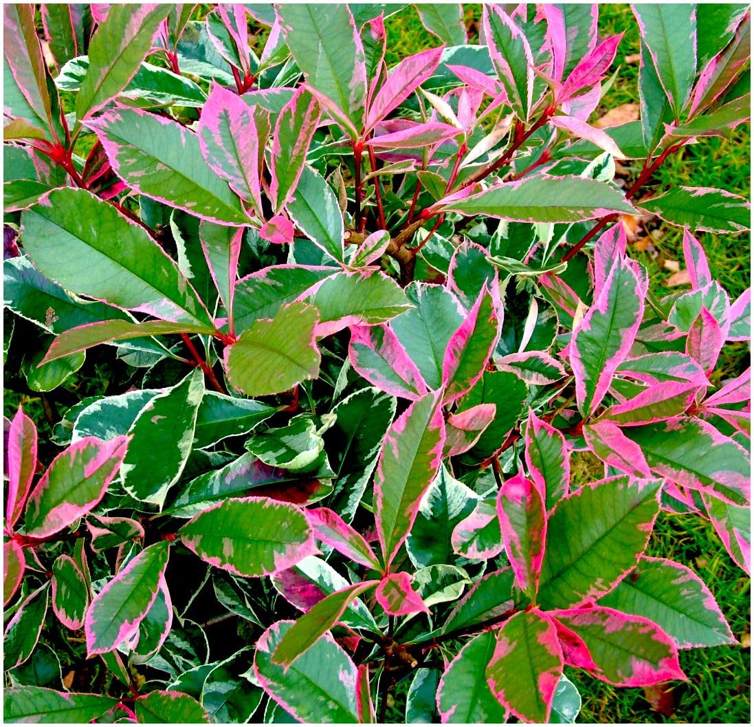 GrowOn Shrubs Photinia x Fraseri 'Louise' | Evergreen Shrub | Outdoor Garden Ready Plant | Spring Flowering | Creamy White Flowers