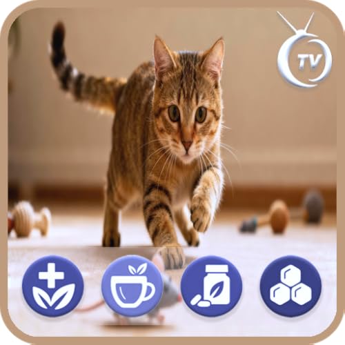 Ambiance 4K Chats et Oiseaux avec Horloge, Météo et Sons d'Oiseaux