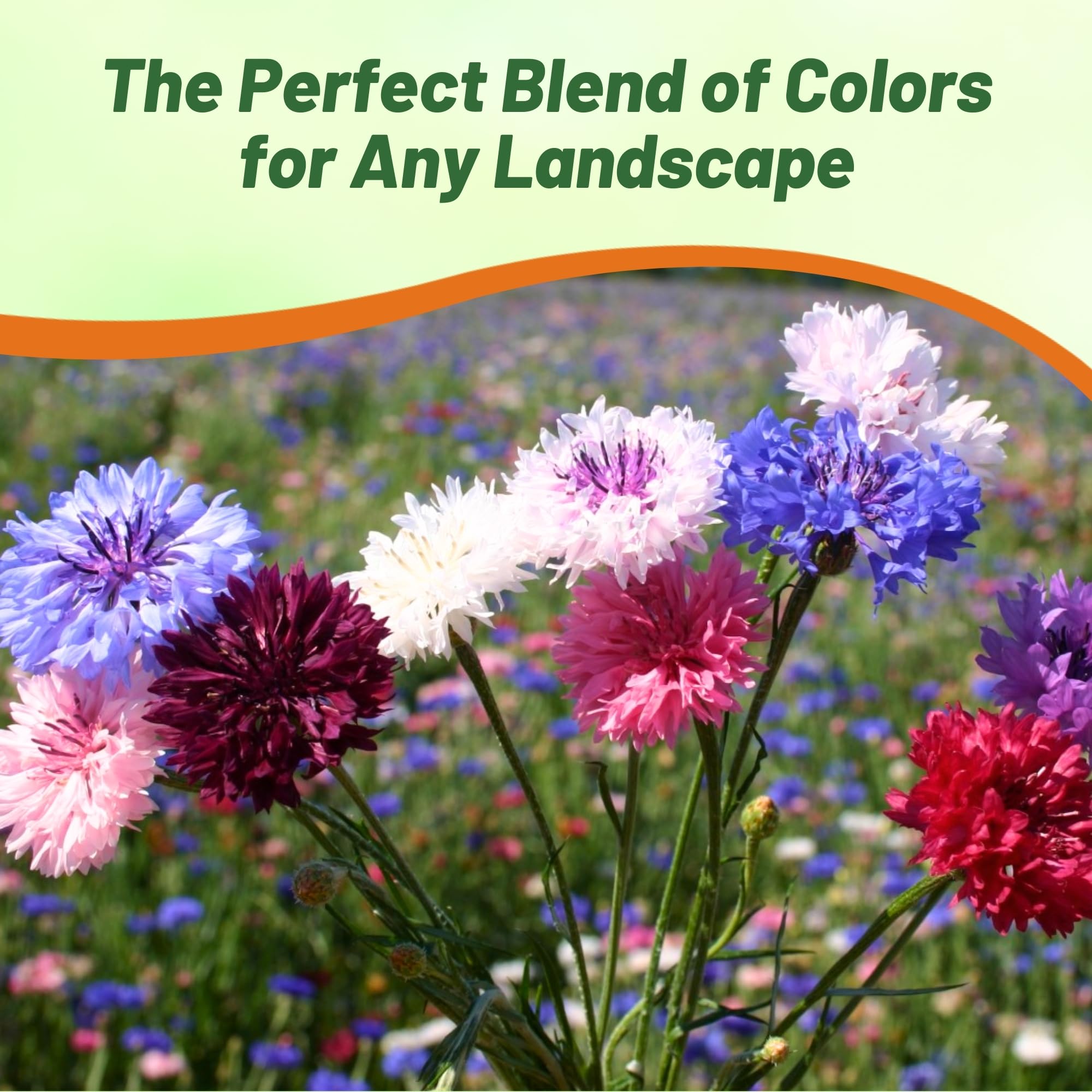 Cornflower Dwarf Polka Dot Mix Seeds U2013 Vibrant Winter Blooms For Gardens | Golden Hills Farm