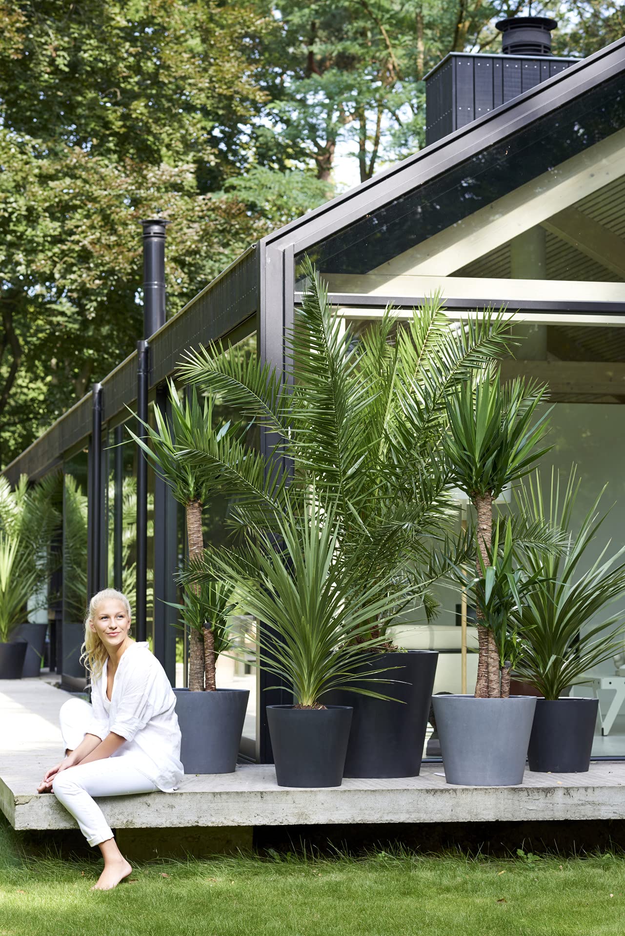 Palmier des Canaries Phoenix Canariensis 80-100 cm Pot 19 cm