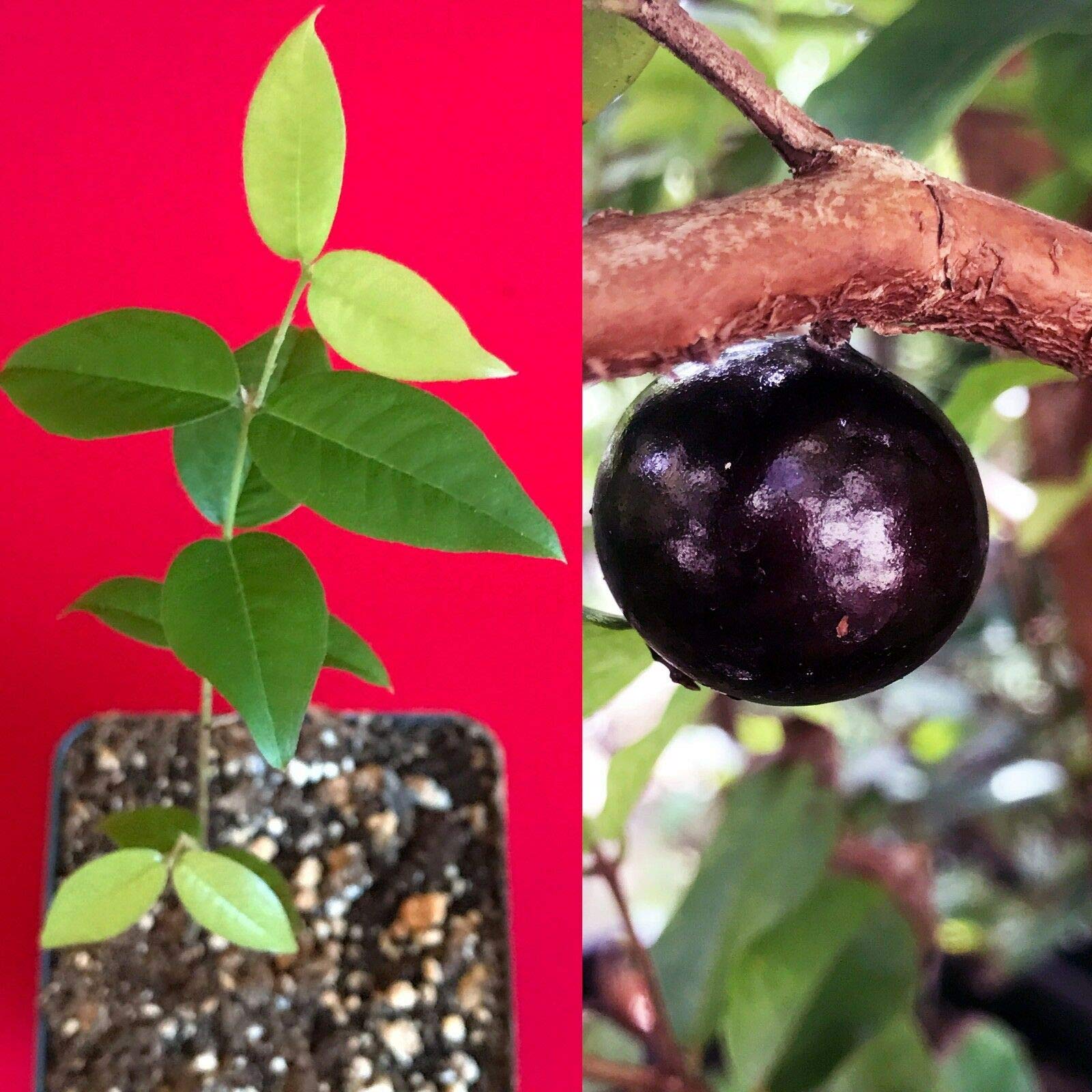 Buy Red Hybrid Jaboticaba Myrciaria Plinia cauliflora x aureana Fruit