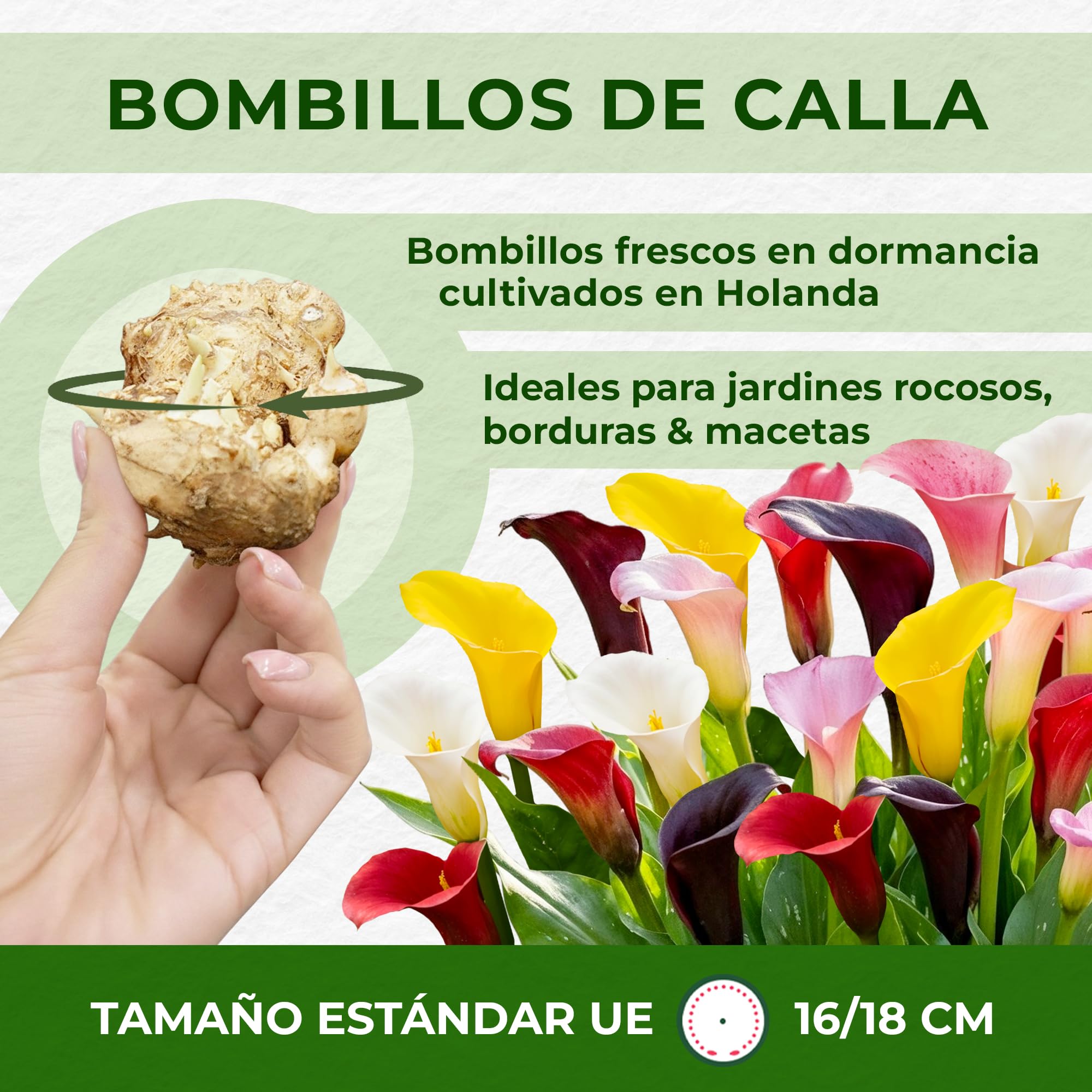 Colección de bulbos de flores de lirio de cala morado, negro y rojo, bulbos de Zantedeschia, 5 piezas reales y grandes que tienen más de 5 flores, ideales para la maceta, de Holanda