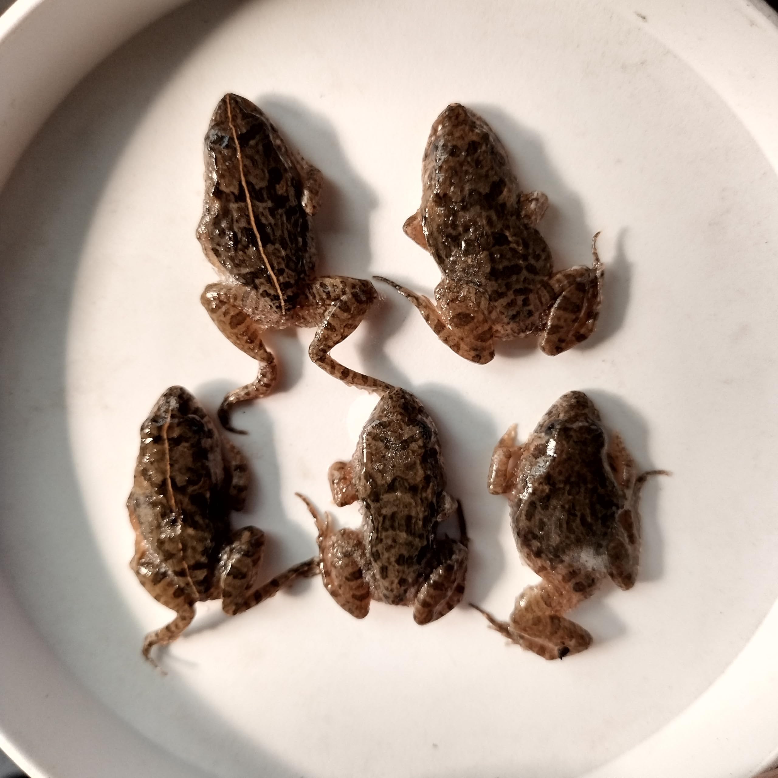 Amazon | 【給餌ガイド付き】拒食対策用 冷凍ヌマガエル 極小〜Mサイズ