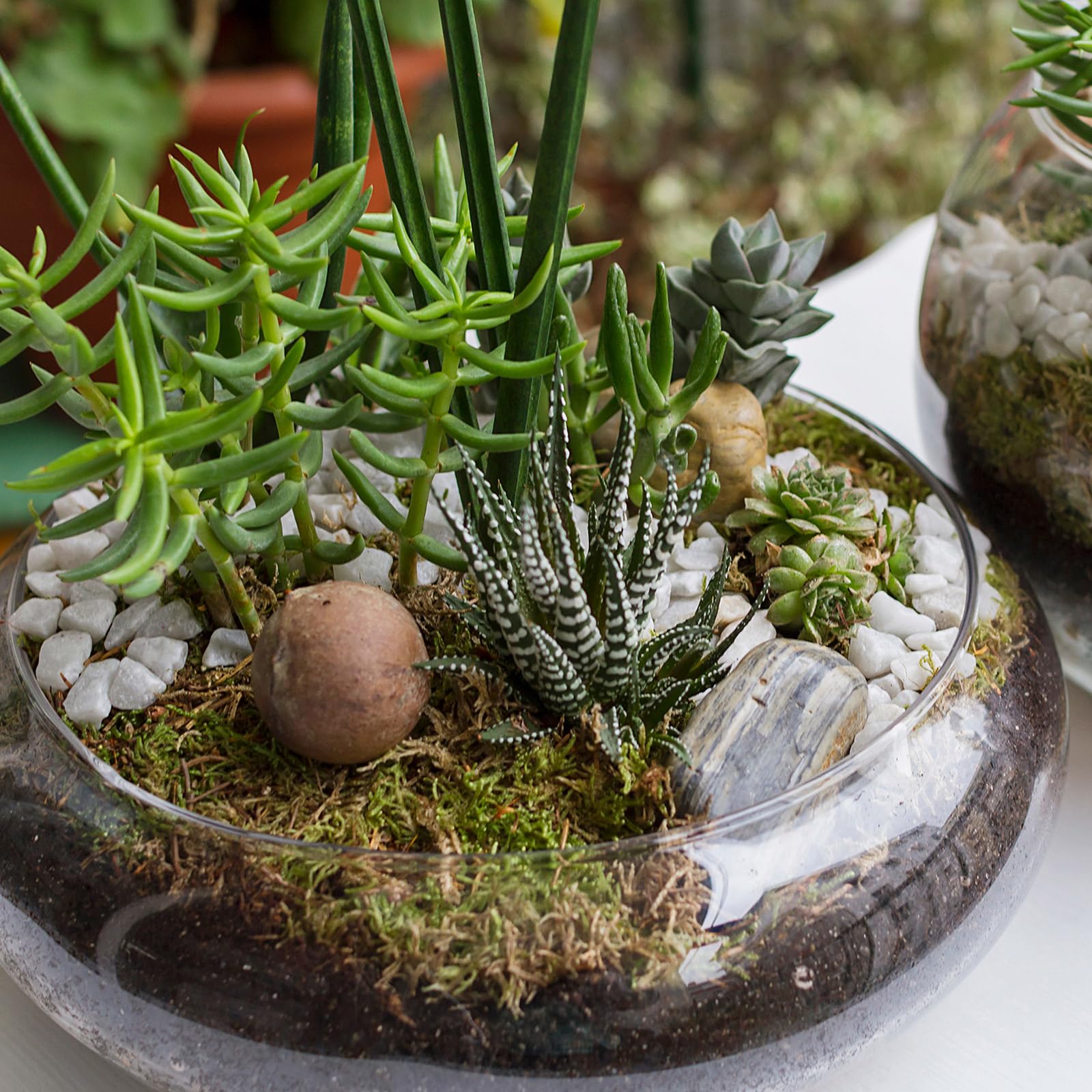 Baderke Hydrokultur-Pflanzgefäß, Lotusblumentopf, Pflanzgefäß, Lotusschale, klares Glas, Fischschale, Vase zum Bepflanzen von Innenräumen, Heimdekoration, Seerose, Narzissen, Wasserlilie, 6 Stück