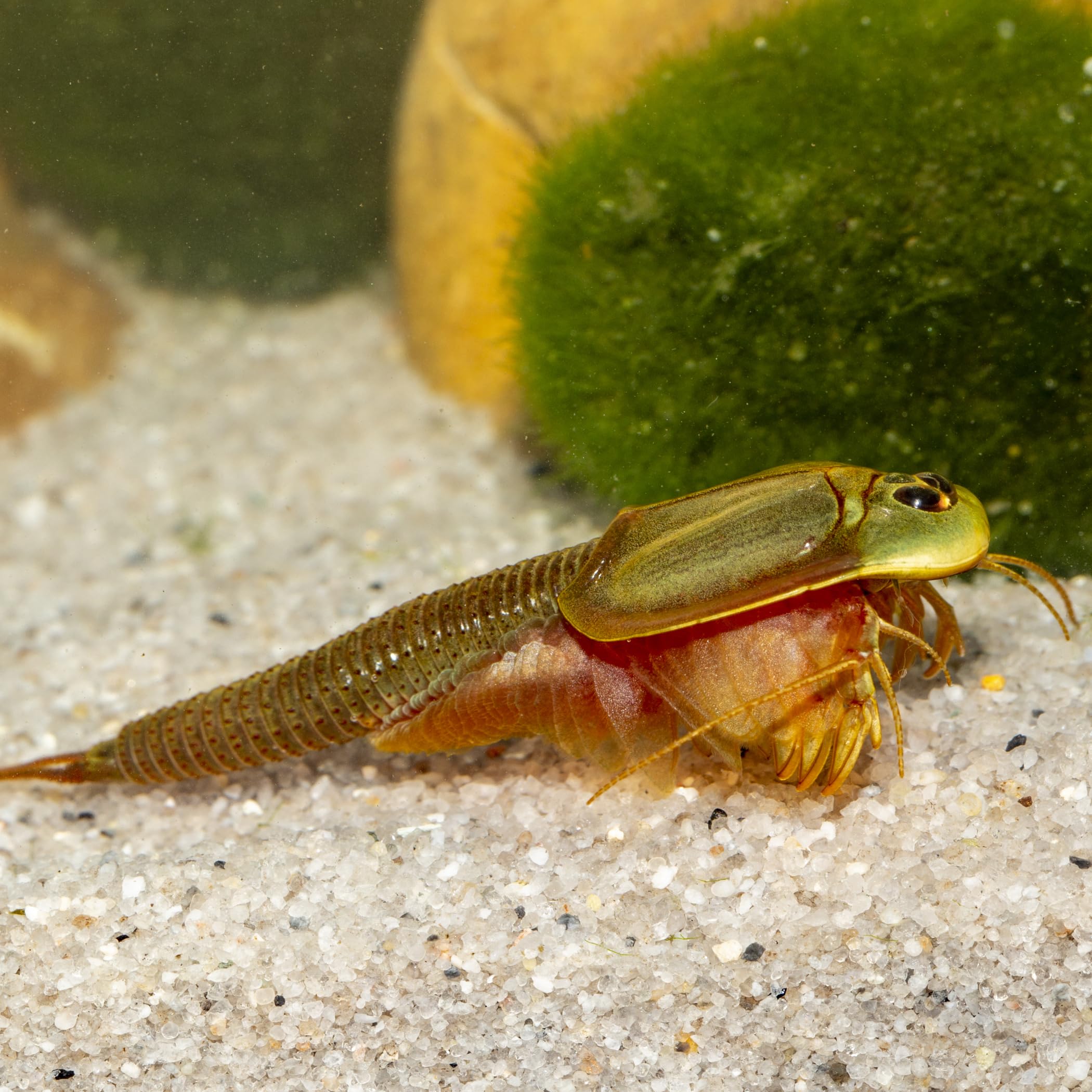Triops sp. Mongolei Premium Komplett-Set mit Urzeitkrebs Eiern, 6 l Becken, LED-Beleuchtung, Zuchtansatz, Heizung, Filter, Luftpumpe, Kescher, Futter, Zubehör, Anleitung