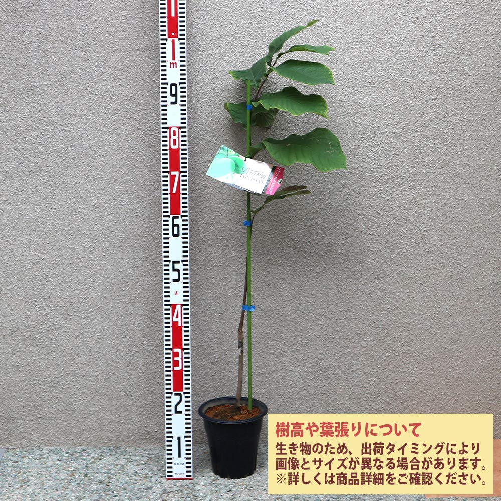 Amazon.co.jp: ピーターソン ポポー2年生接木苗/5号ポット苗(品種