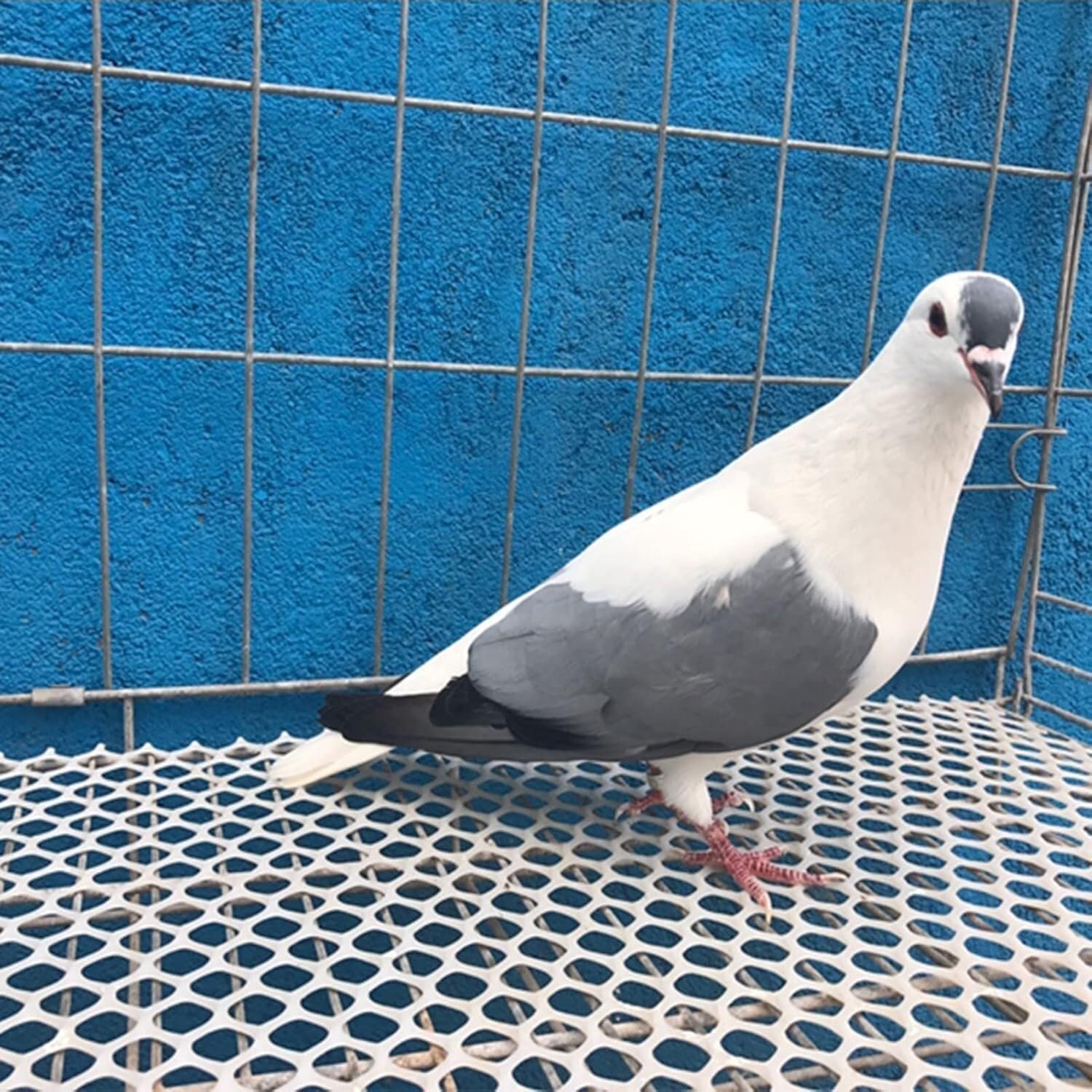 Plastic Poultry Netting White Plastic Chicken Wire Fence Cat Dog Pigeon 0.2/0.4/0.5/0.6/0.8/1/1.2/1.5/2m Wide(2x5m/6.6x16.4ft)