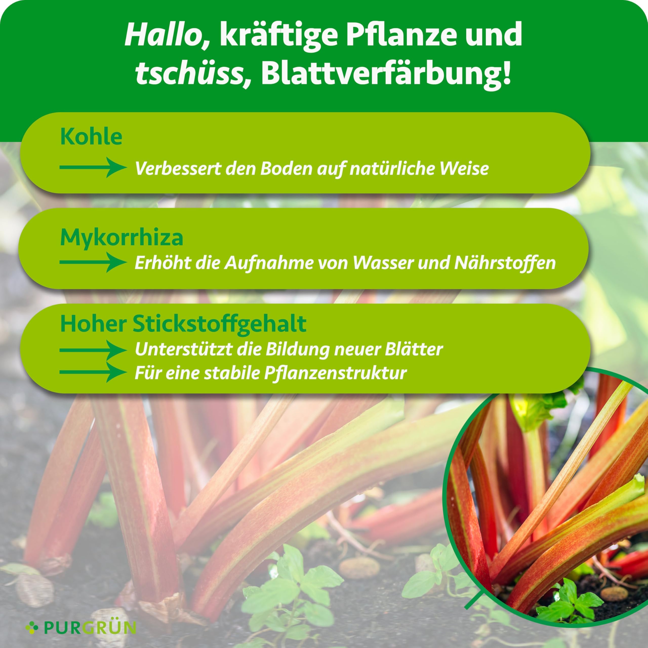 Bio-Rhabarber-Dünger 1 kg – Organisch-mineralische Rezeptur – Feinkörniges Krümelgranulat – NPK 6+4+5 – Mit Magnesium für aromatischen Rhabarber – Verbessert die Bodenqualität