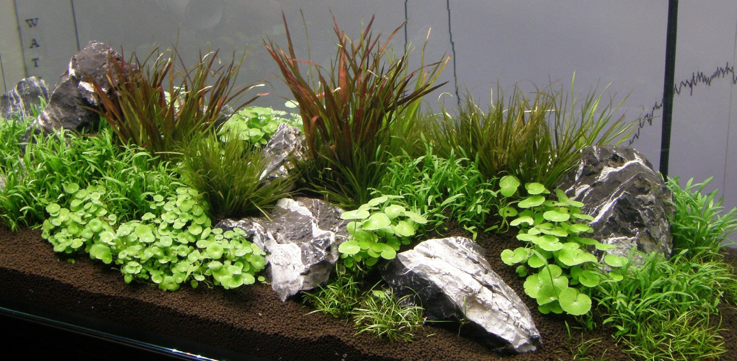 Aquarium Set 250-300l, Pflanzen, Kies, Deko (XVII)