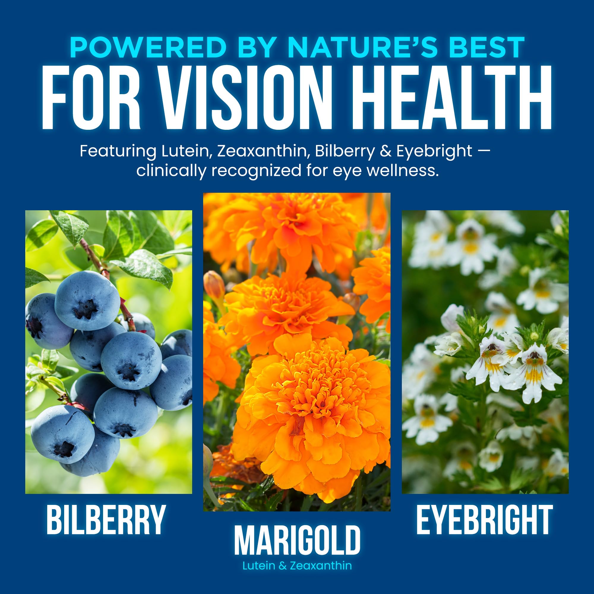 OmniBiotics Vision Clarity Eye Vitamin and Mineral Supplement - Bilberry, Lutein and Zeaxanthin Macular Health Supplement for Adults - 60 Vegan Capsules — Amazon image 5