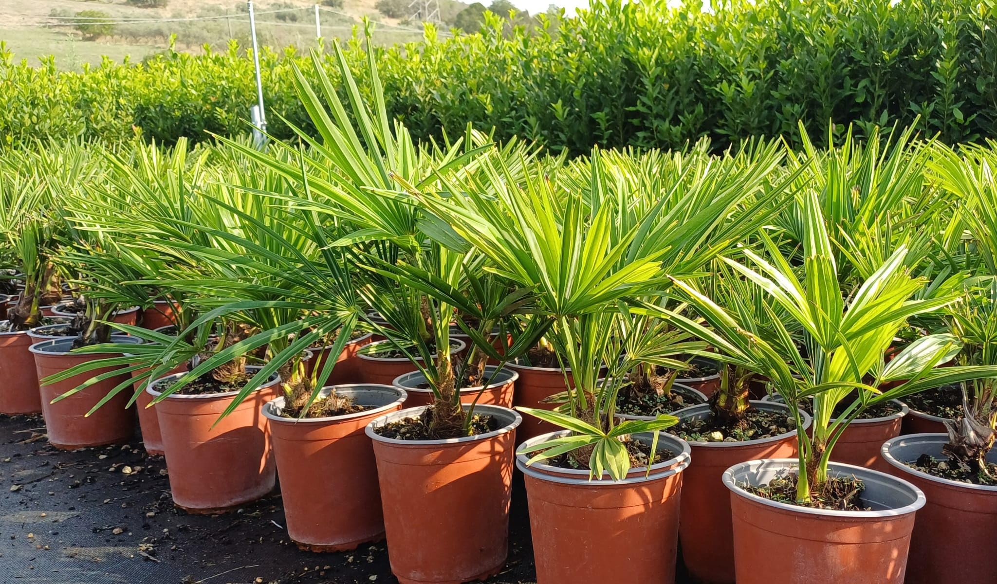 Palma cinese di Chusan "Trachycarpus fortunei" pianta in vaso ø19 cm FOTO REALE Vivaio di Castelletto