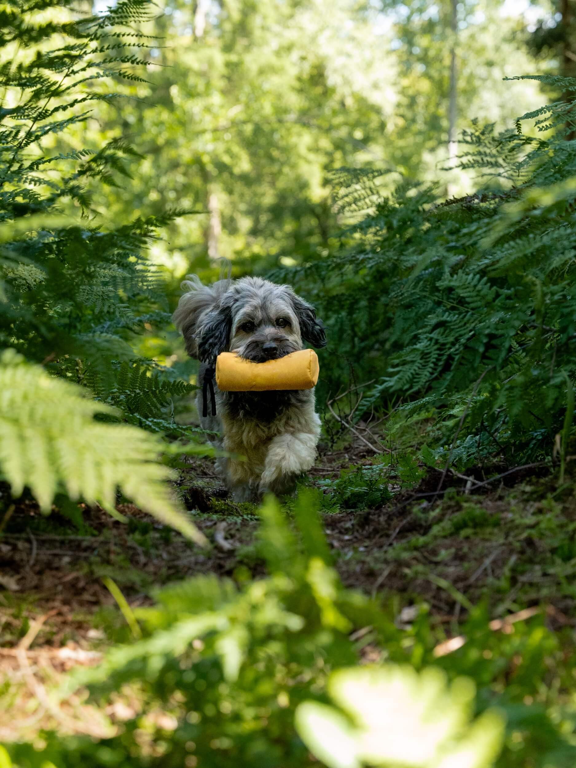 TrendPet Kurt Futterdummy Trainingsdummy für Hunde (M, gelb)