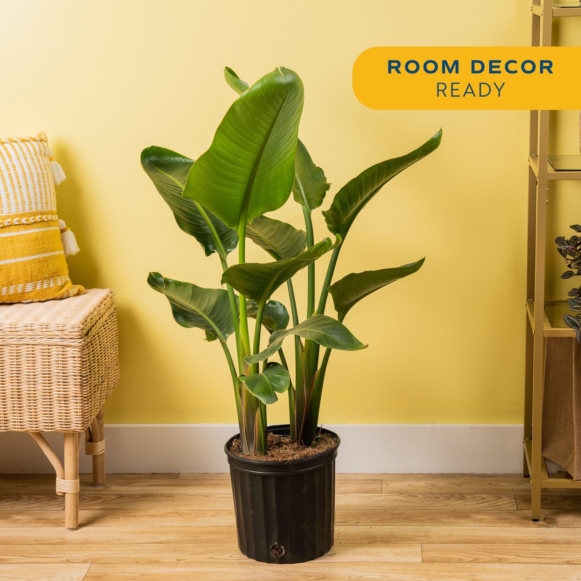 Amazon.com: Costa Farms Live White Bird of Paradise Plant, Large 2-3 Foot  Tall Indoor Tropical Tree, Strelitzia nicolai, Natural Air Purifying  Houseplant, Easy Care Live Room Decor for Home or Office :