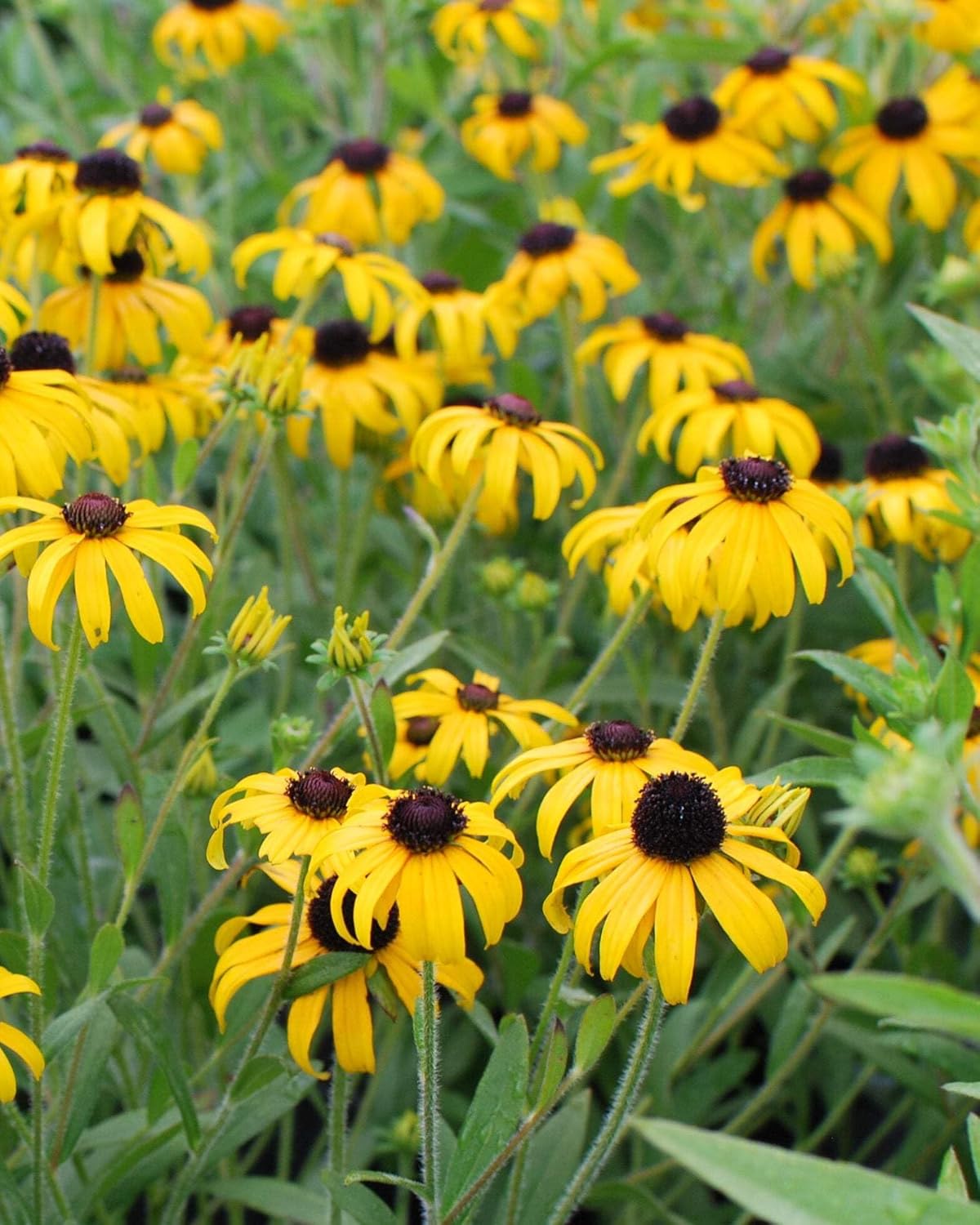 Perennial Farm Rudbeckia x 'American Gold Rush' – Live Perennial Black-Eyed Susan Plant, Size #1 Container, Bright Yellow Flowers – Deer Resistant, Long Blooming, Full Sun