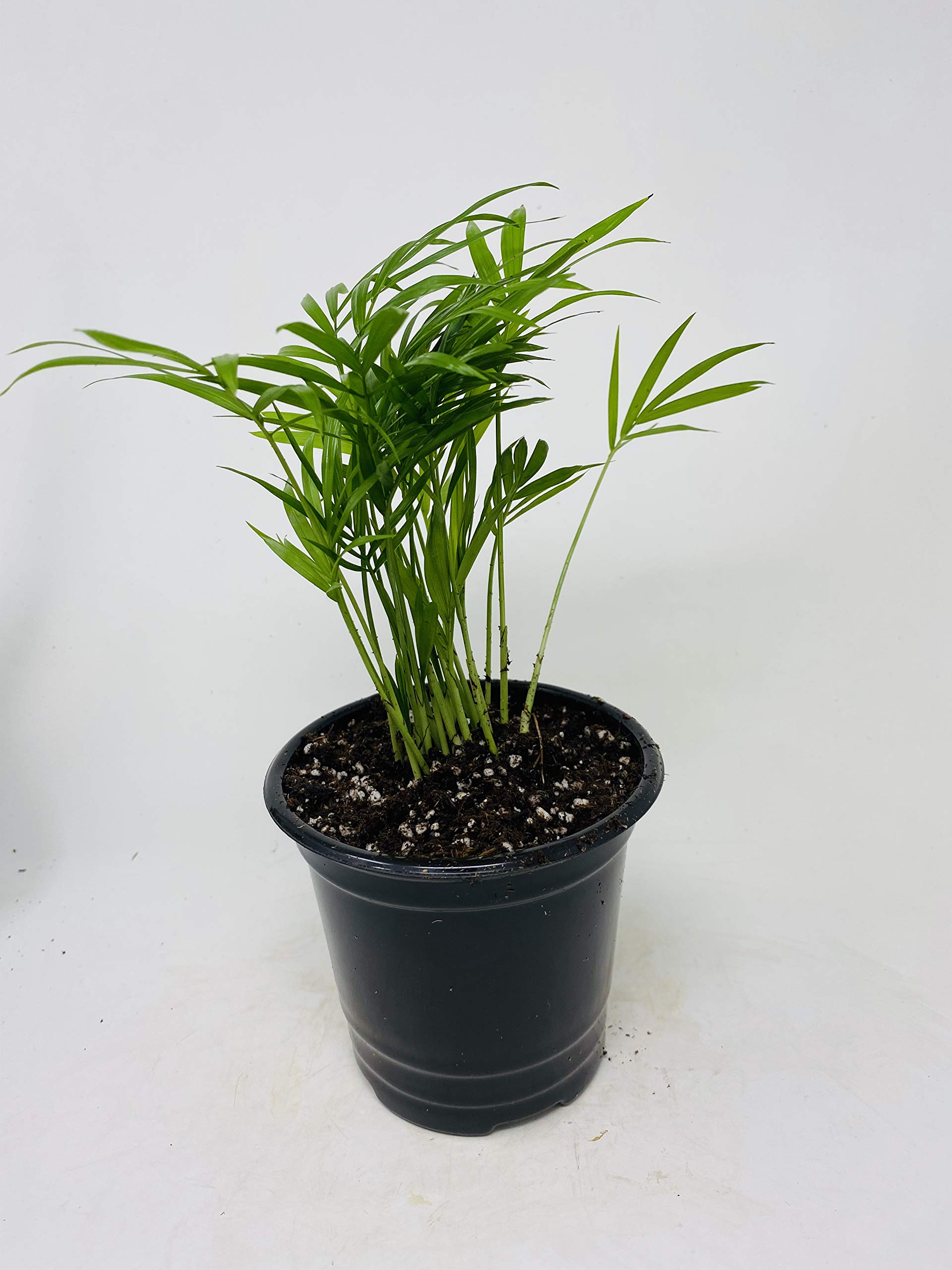 best grass seed to plant Lesco All Pro Transition Tall Fescue Grass Seed, 50 lbs
