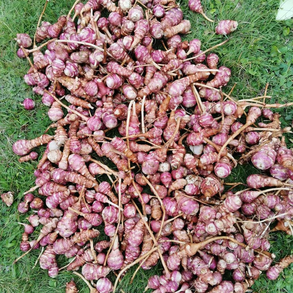 4 pcs topinambur saatknollen bio - krutergarten kche plant,Helianthus  tuberosus, zwiebeln dekoration wohnzimmer hochbeet kaufen zwiebeln  pflanztopf geschenke fr gartenliebhaber : Amazon.de: Garten