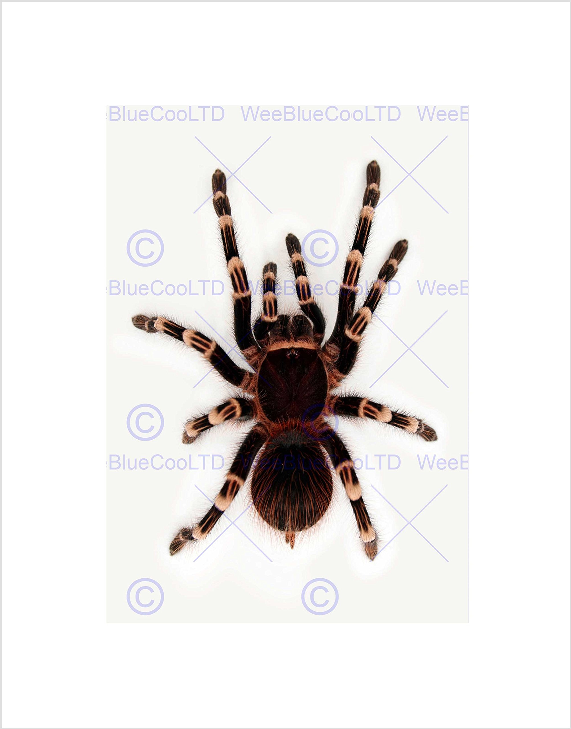 Wee Blue Coo REDKNEE TARANTULA SPIDER ARACHNID BLACK FRAME FRAMED ART PRINT PICTURE B12X9207