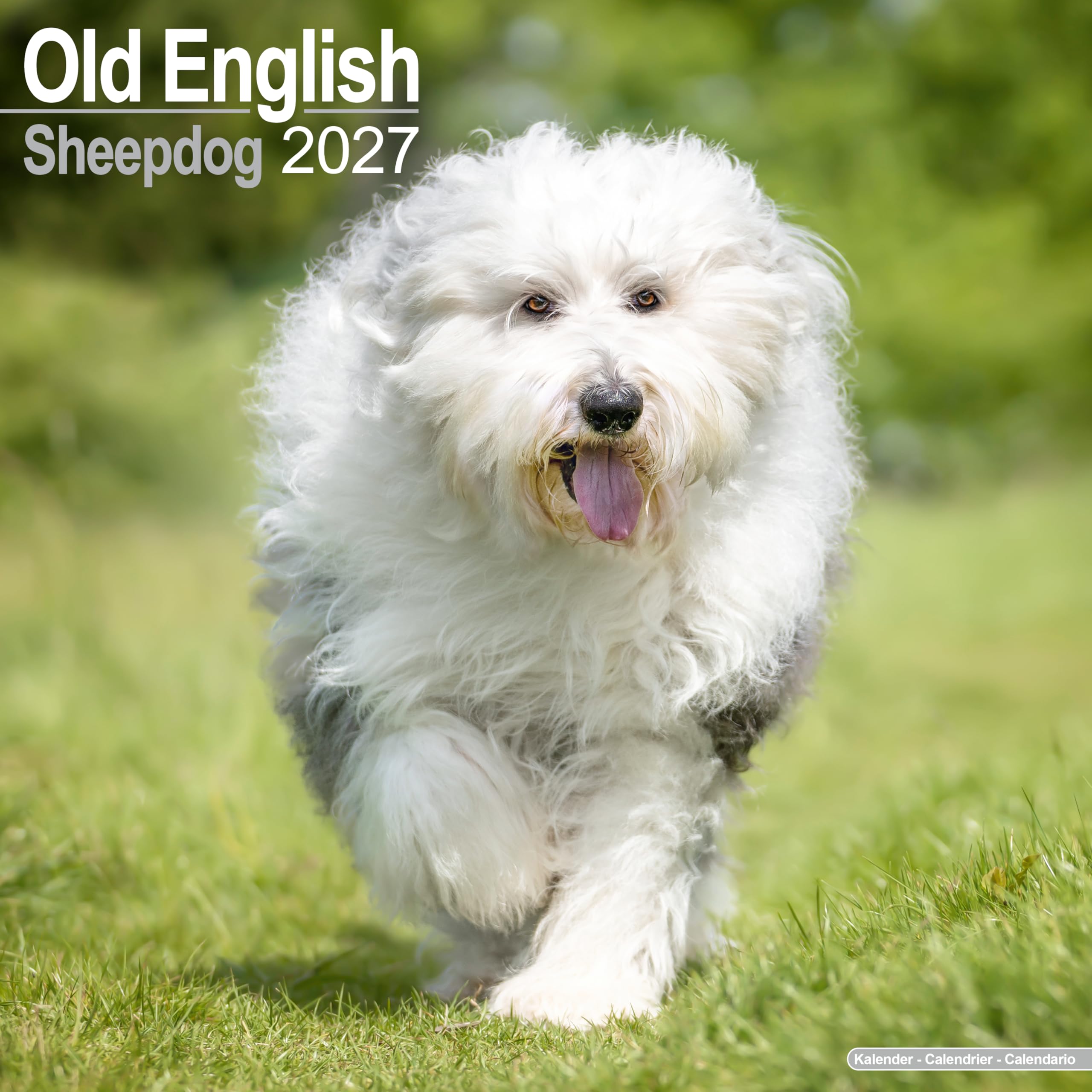 Old English Sheepdog Calendar 2027, Wall Calendars, Month To View, Dogs, Gift
