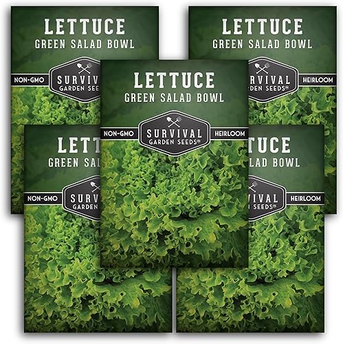 5 paquetes de semillas de lechuga verde para plantar, paquete con instrucciones para cultivar en el huerto de tu hogar, variedad de reliquia sin OMG disponible en Yaxa Venezuela