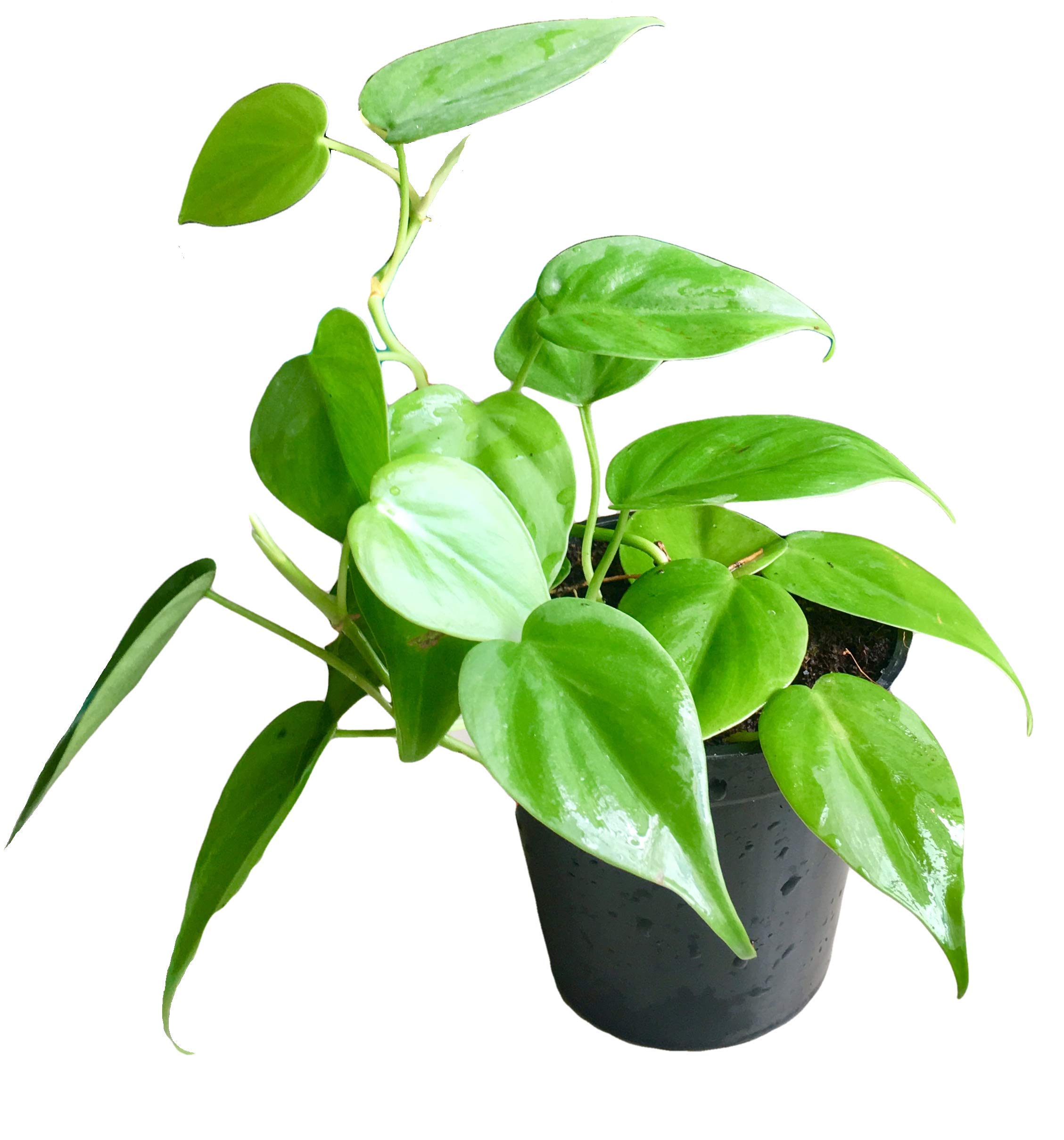 The Four Seasons Philodendron Oxycardium Green Natural Live Plant in Pot (B07SZ9LPTQ) Amazon Price History, Amazon Price Tracker