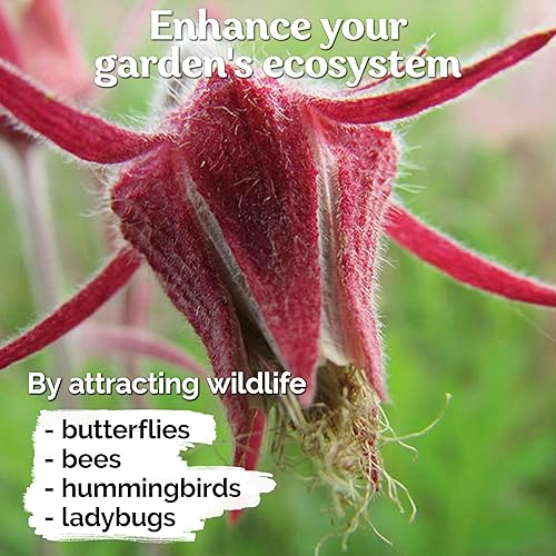 Miniatura 7 de KVITER 100 semillas de flores de humo de la pradera para plantar (Geum Triflorum) - Flores rosas, reliquias perennes y plantas de humo de pradera