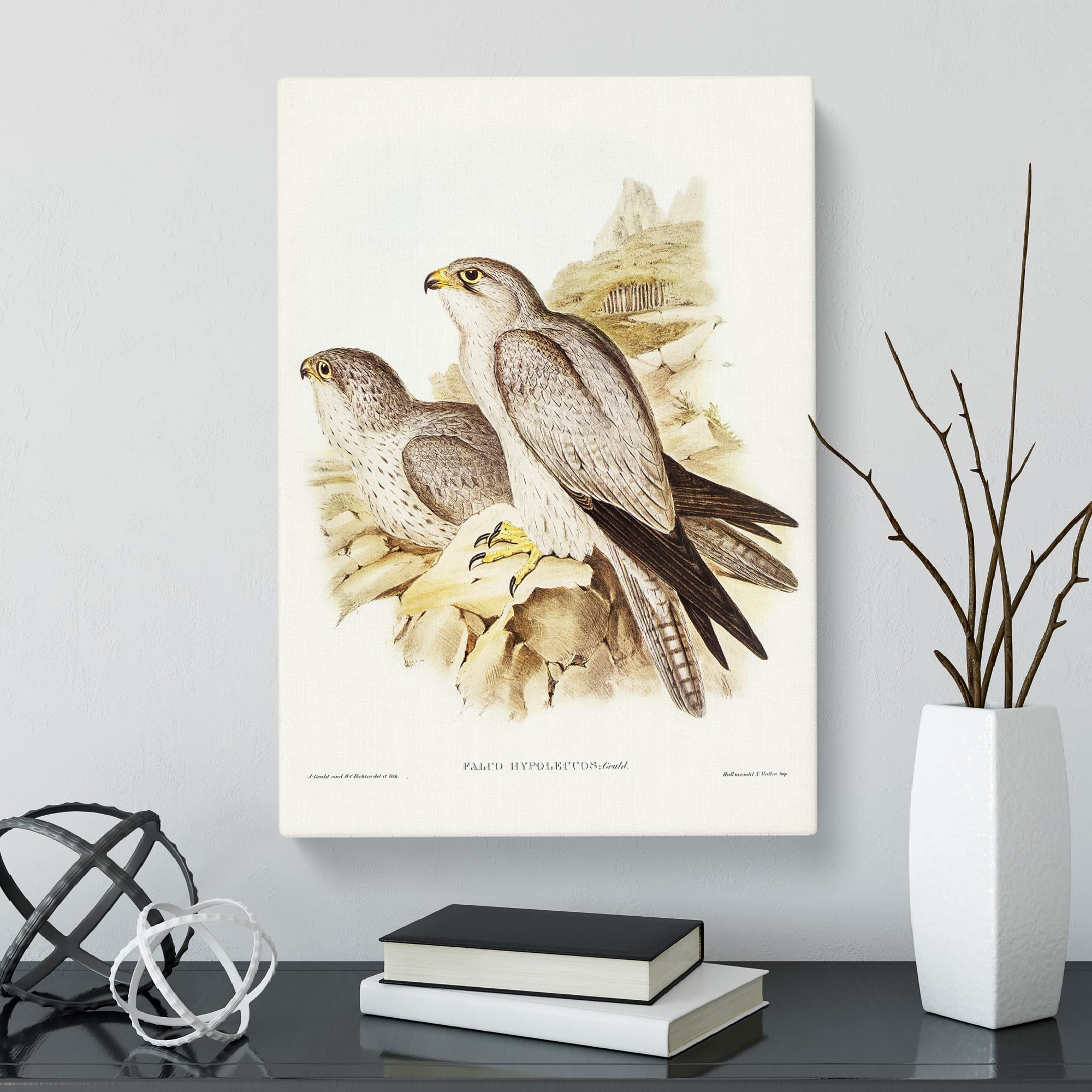 Gray Falcon Birds By Elizabeth Gould Canvas Print, Mixed, 25L x 50W cm - Image 2