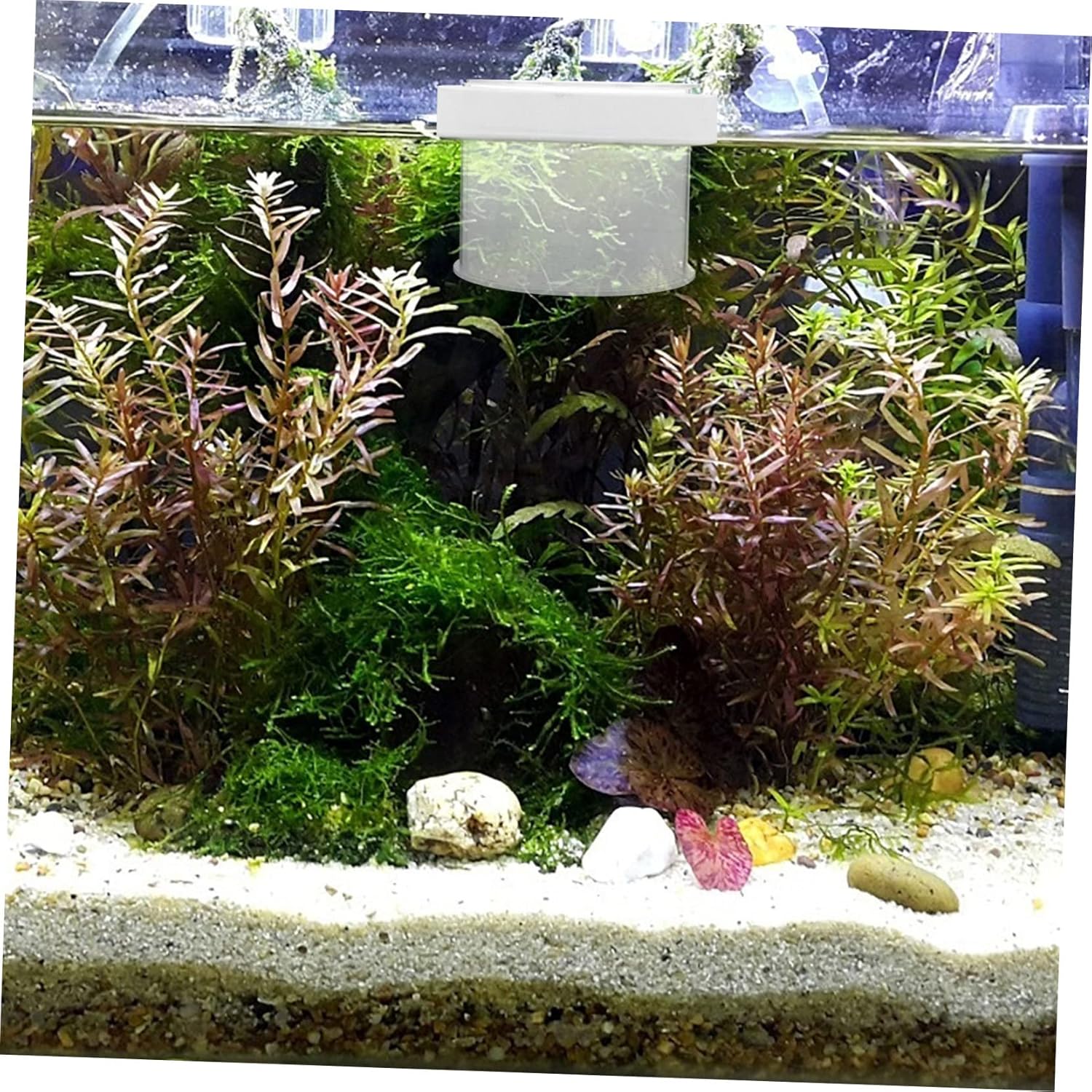 Floating Fish Separator Box Acrylic Breeding Box for Home Aquarium Transparent Design for Hatching Fry and Young Fish Cultivation and Fish Tank