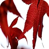 Nature Red Leaf LWP