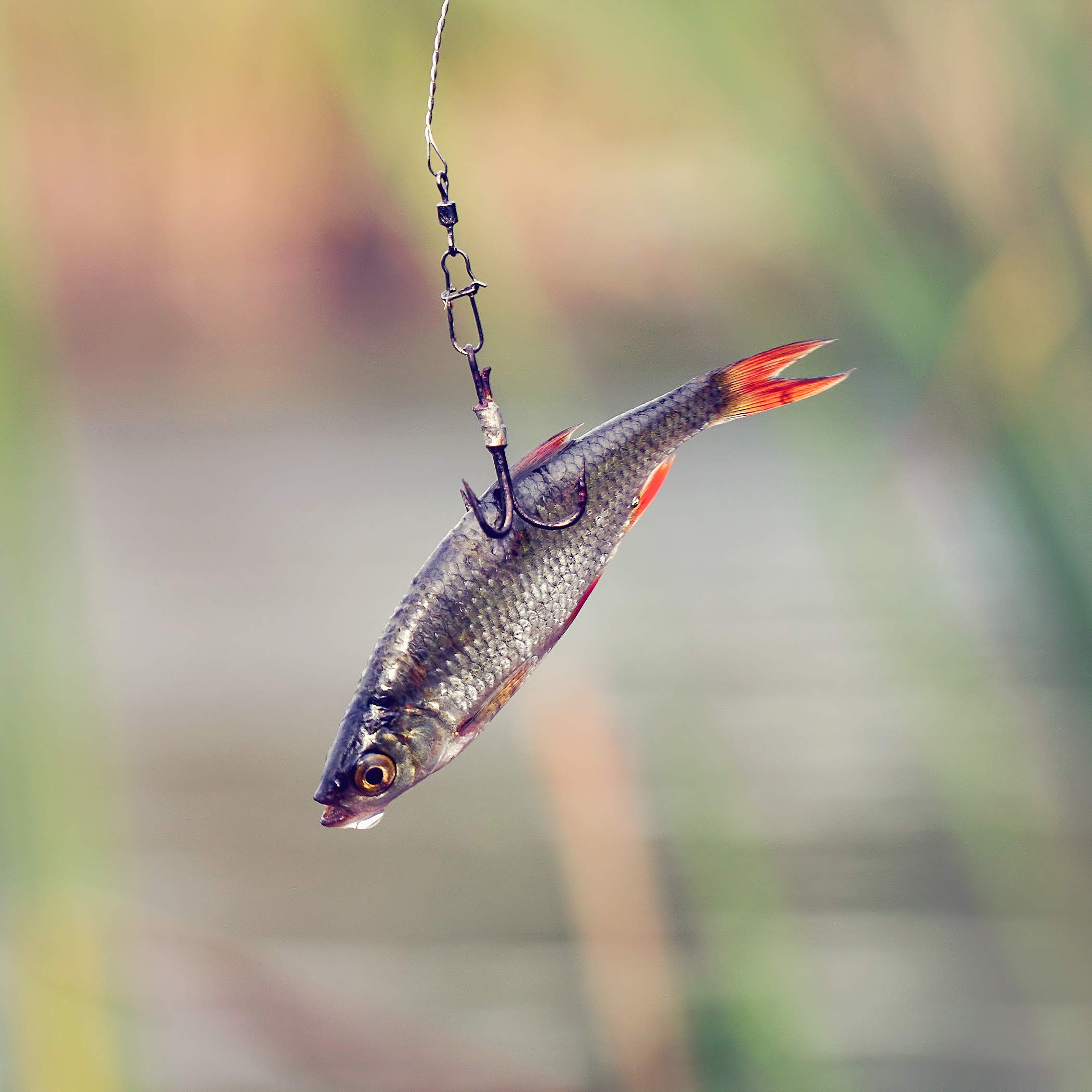 Amazon | Piscorush トリプルフックセット トレブルフック