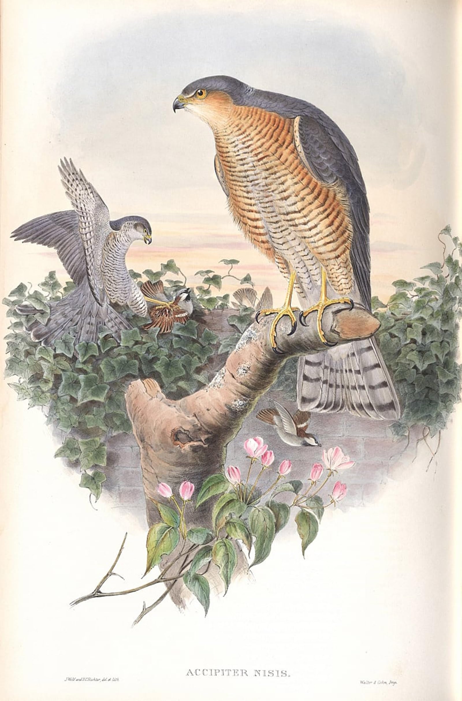 ARTXLXXBN Famous Prints Artwork Pictures Poster Painting Art Animal Bird Illustration of Accipiter Nisis by John Gould Artwork Landscape Pictures for Home Decor 60x90cm