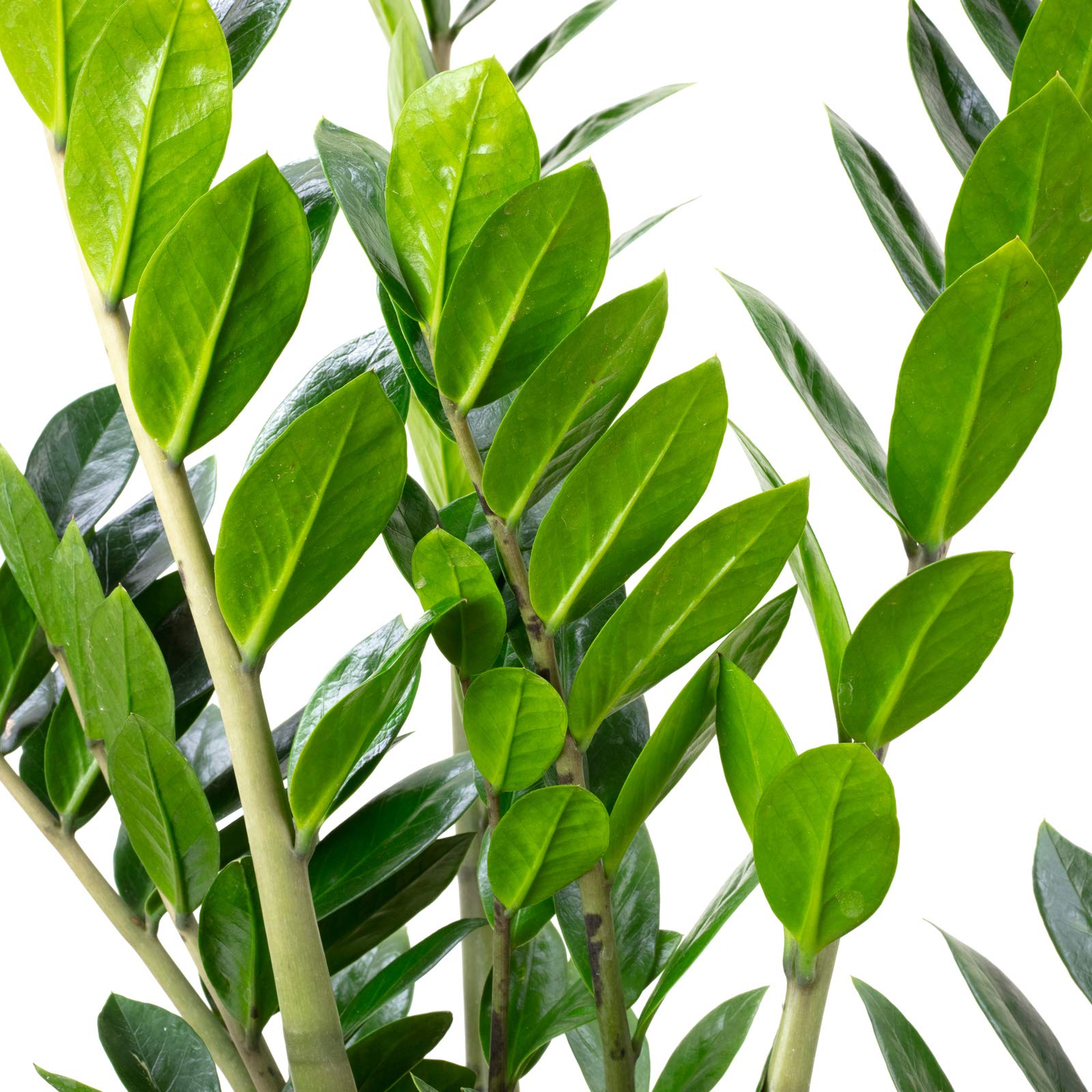 Plume porte-bonheur Plante d'intérieur facile d'entretien Zamioculcas zamiifolia 9+ Hauteur 90 cm, diamètre du pot 21 cm