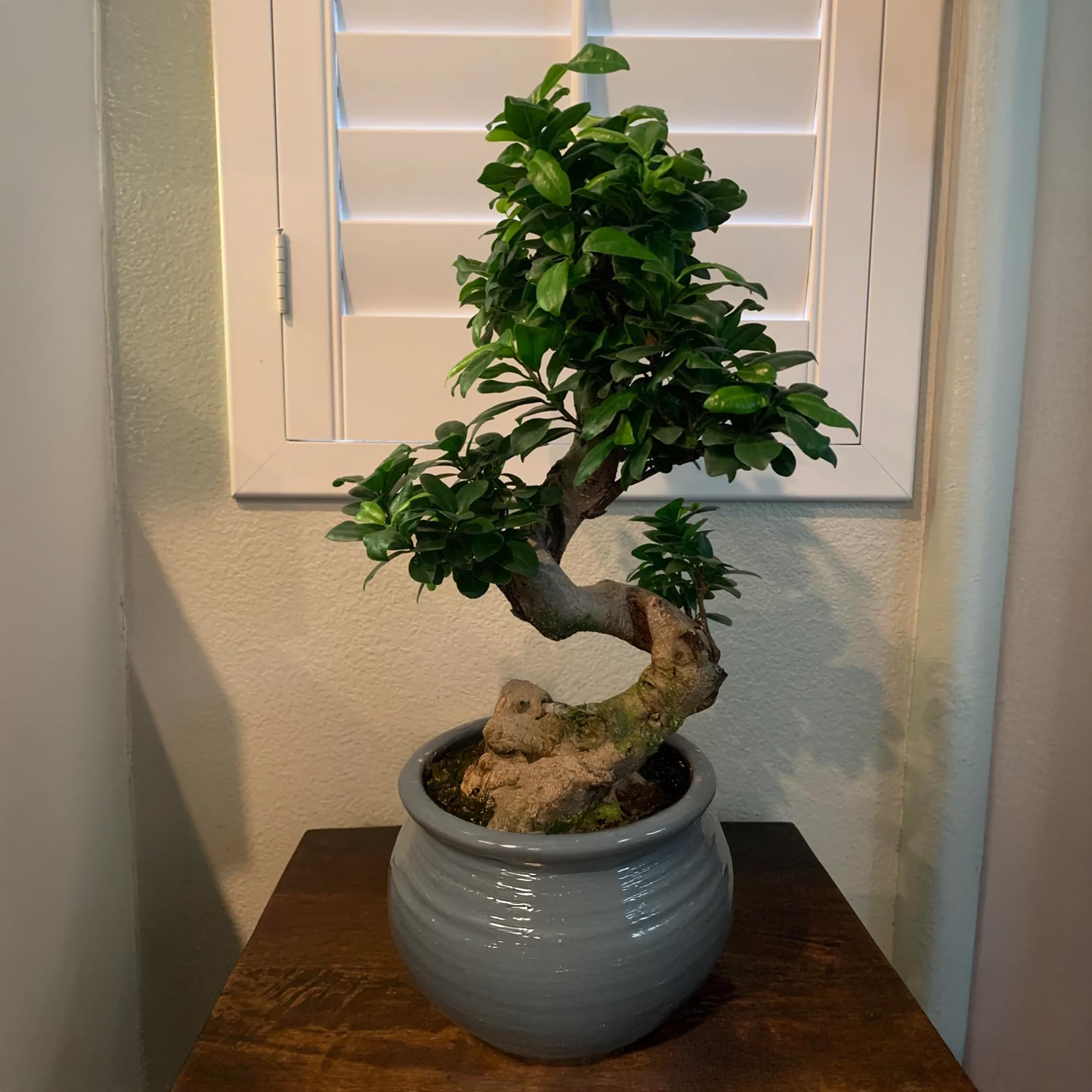 Plant in a Box - Ficus Ginseng S-Shape - Bonsai - Japański Bonsai - Doniczka 20cm - Wysokość 55-65cm