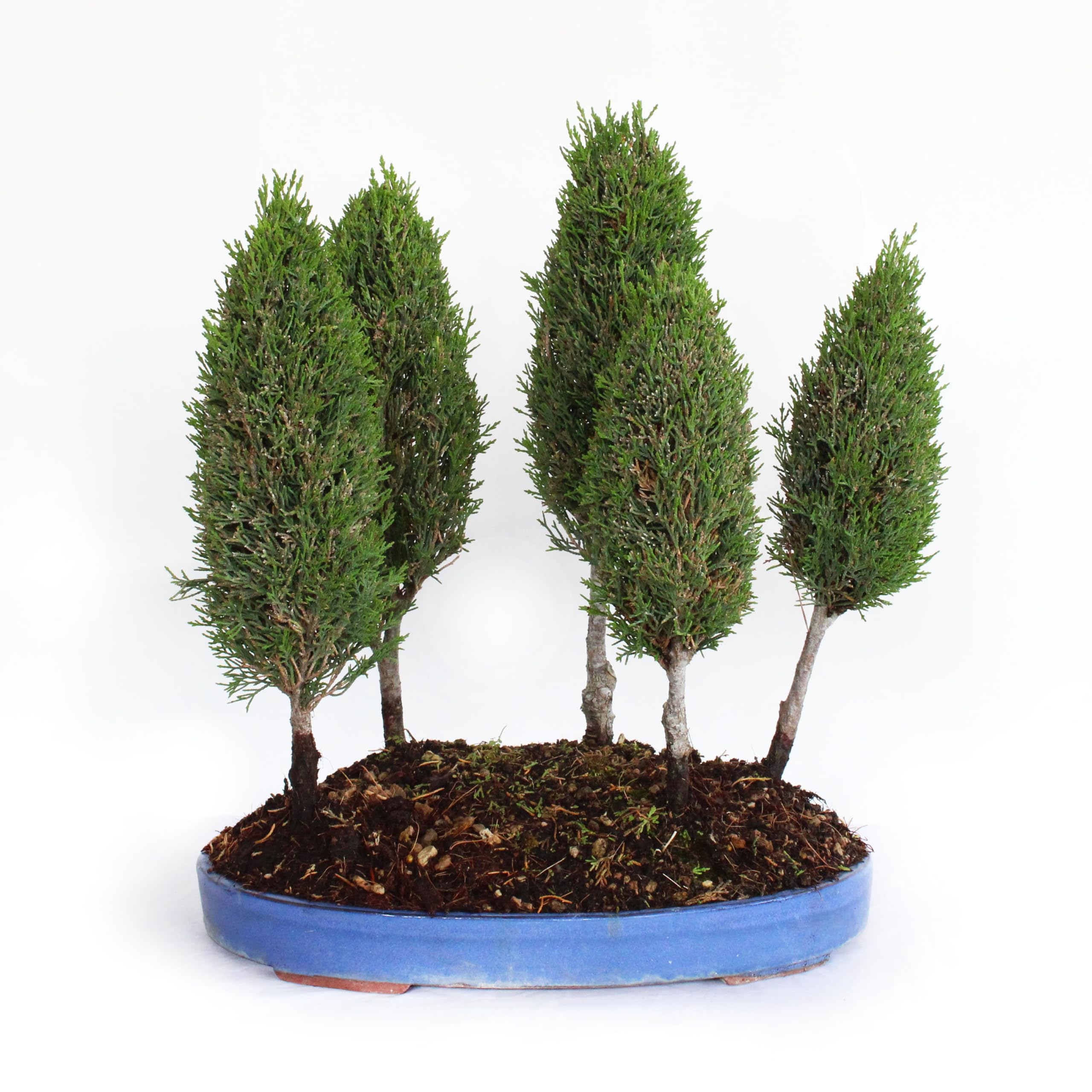 Kentis Bonsai Cupressus Sempervirens Bonsai Boschetto 5 Cipressi - Piante Vere da Esterno - Vaso in Ceramica - H 40-45 cm Vaso Ø 36 cm