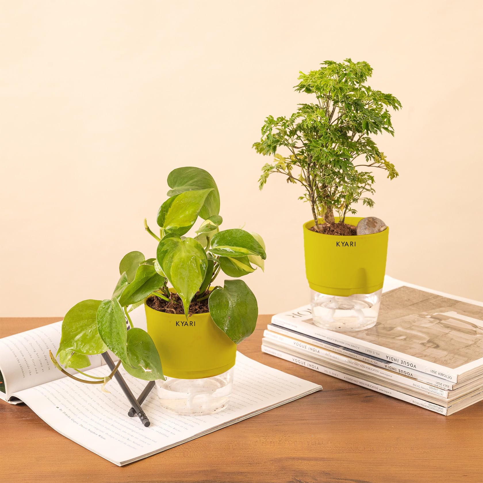 KYARI Aralia Green-Money variegated Combo of 2 Indoor Plants for Living Room | Live Plants | Plants with Green Pot for Home Air purifier plants | Plants for Home Decor | Plants for garden (B0CHYT92VK) Amazon Price History, Amazon Price Tracker