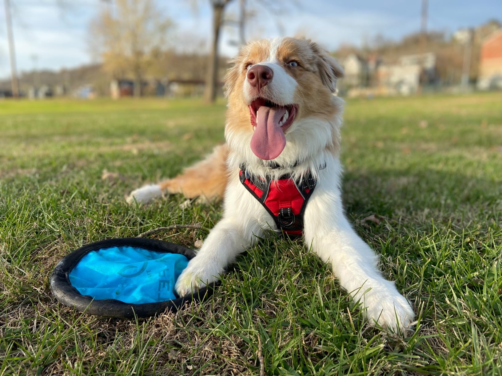 Nutramax Cosequin for Dogs Joint Health Supplement, Contains Glucosamine, Plus Chondroitin, MSM and Omega-3s, Supports Joint and Skin and Coat Health, Soft Chews, 120 Count photo review