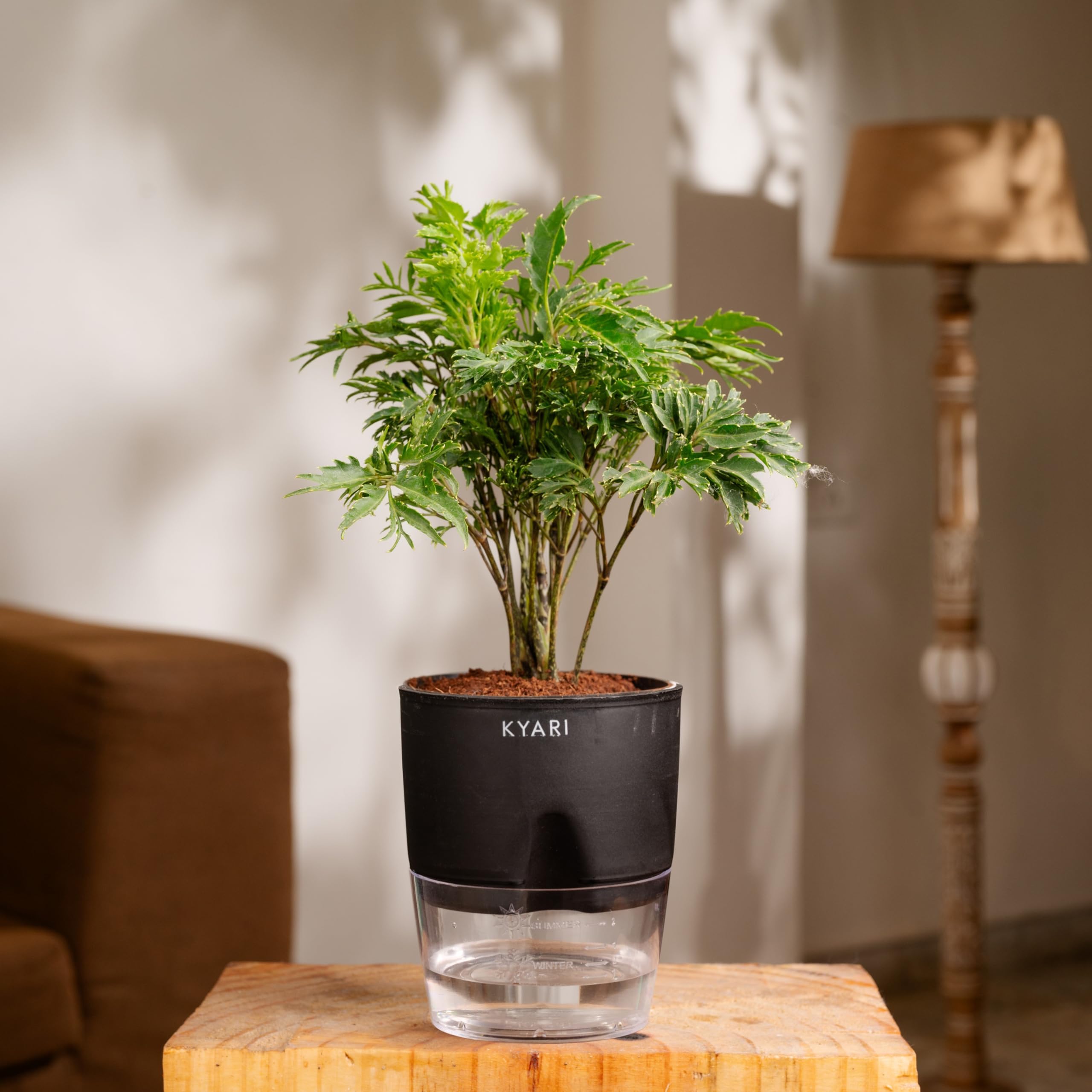KYARIAralia Green Indoor Plants for Living Room | Live Plants | Plants with Black Pot for Home | Air purifier plants | Plants for Home Decor | Plants for garden | Indoor Plants for bedroom