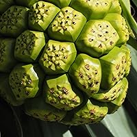 Vista 6 de Earthborn Elements Noni 200 cápsulas, puro y sin diluir, sin aditivos