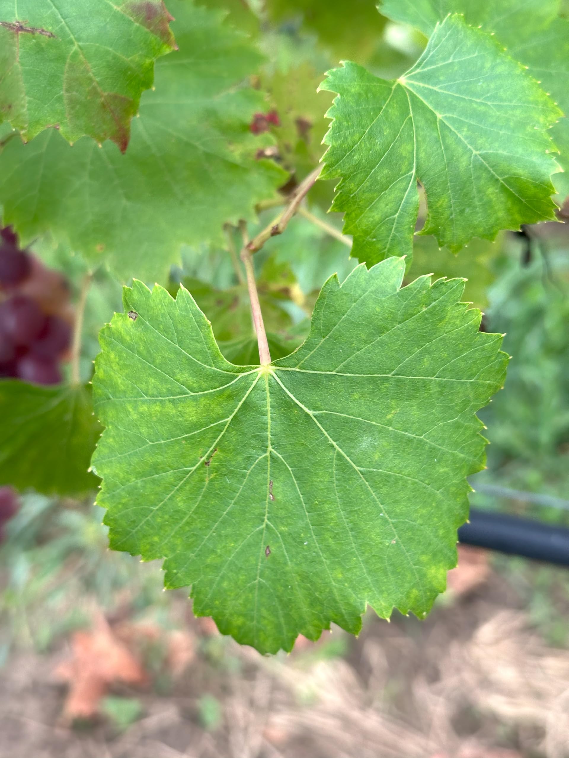 Bio Tafeltraube Fanny - Süße Tafeltrauben Rebe Frosthart