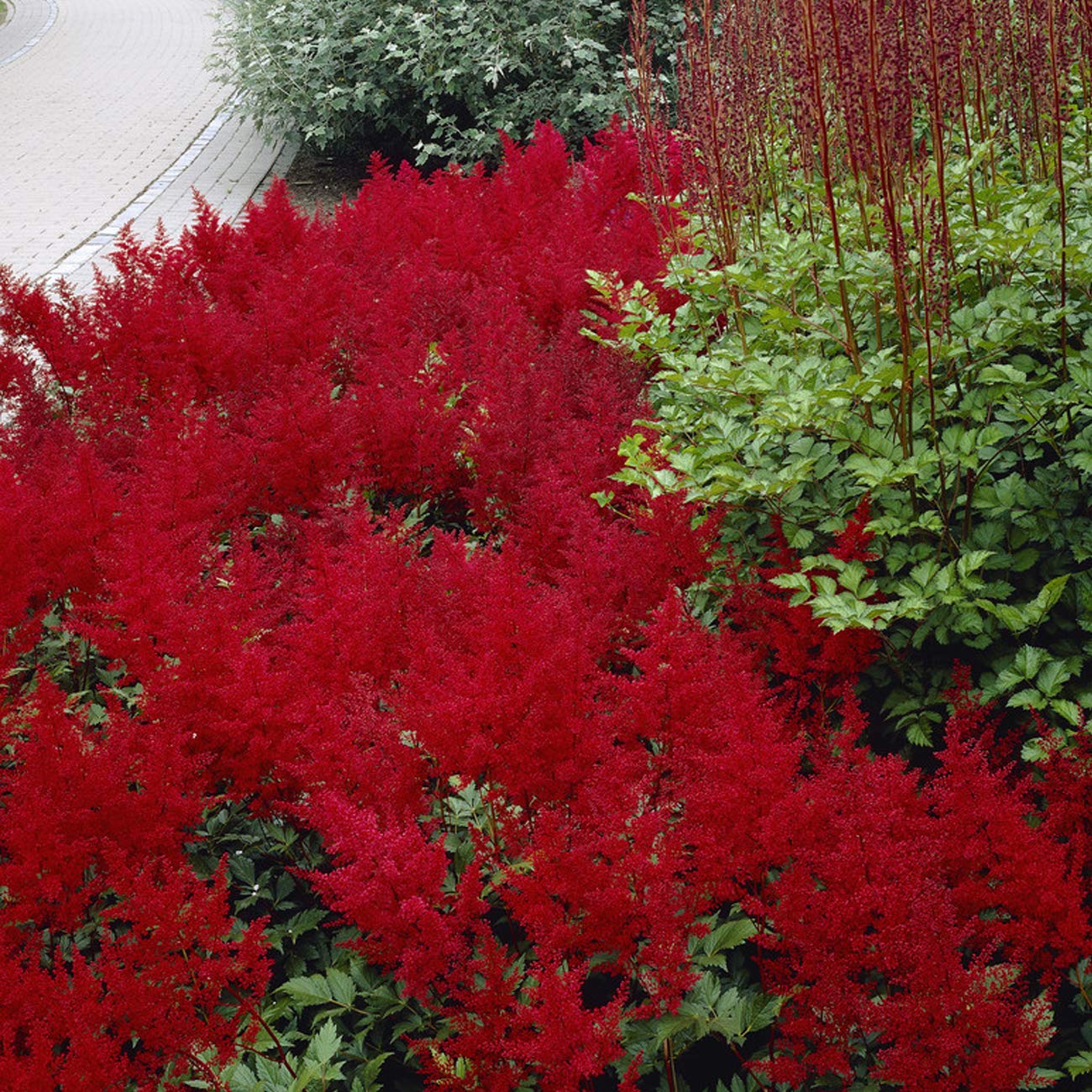 Van Zyverden Red Sentinel