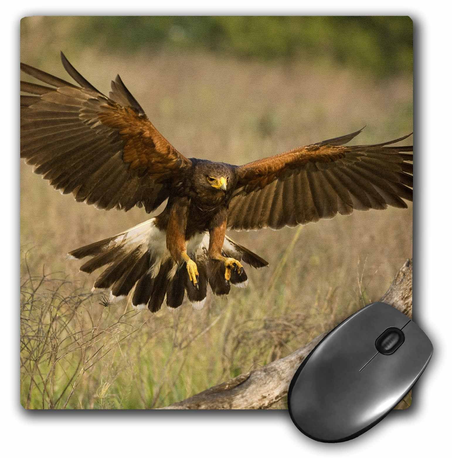 3dRoseLLC 8 x 8 x 0.25 Inches Mouse Pad, Texas Rio Grande Valley Harris Hawk Bird Jaynes Gallery (mp_94363_1)