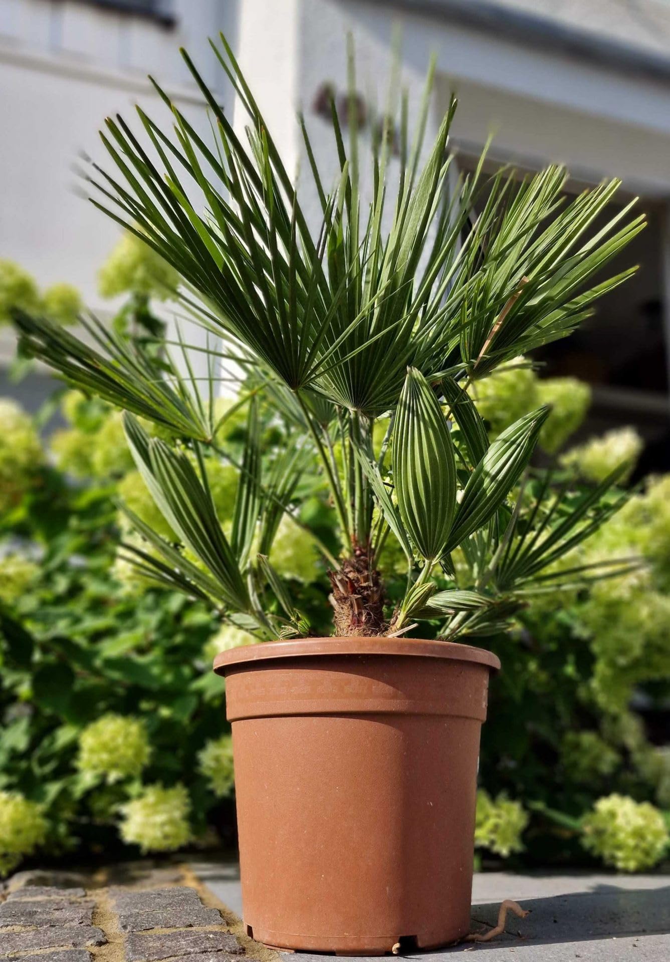 Meine Orangerie 'Mittelmeer Zwergpalme' - Winterharte Palme im Ø 22cm Topf - ca. 120cm inkl. Topf - Frosthart bis -12 Grad - Europäische Zwergpalme winterhart - Chamaerops humilis (Topf Ø 22cm)