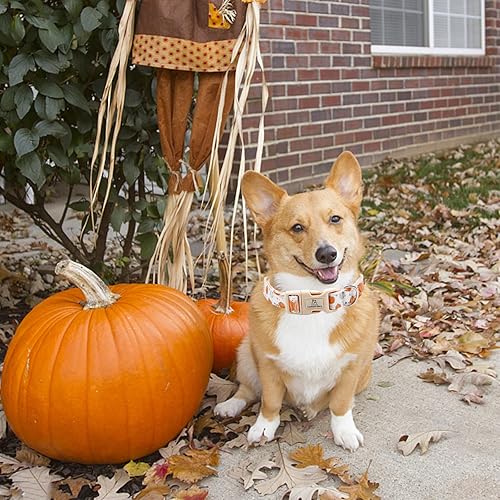 Miniatura 5 de Lionheart glory Collar de Halloween para perro, collar de otoño, collar de calabaza, ajustable, resistente, para perros pequeños