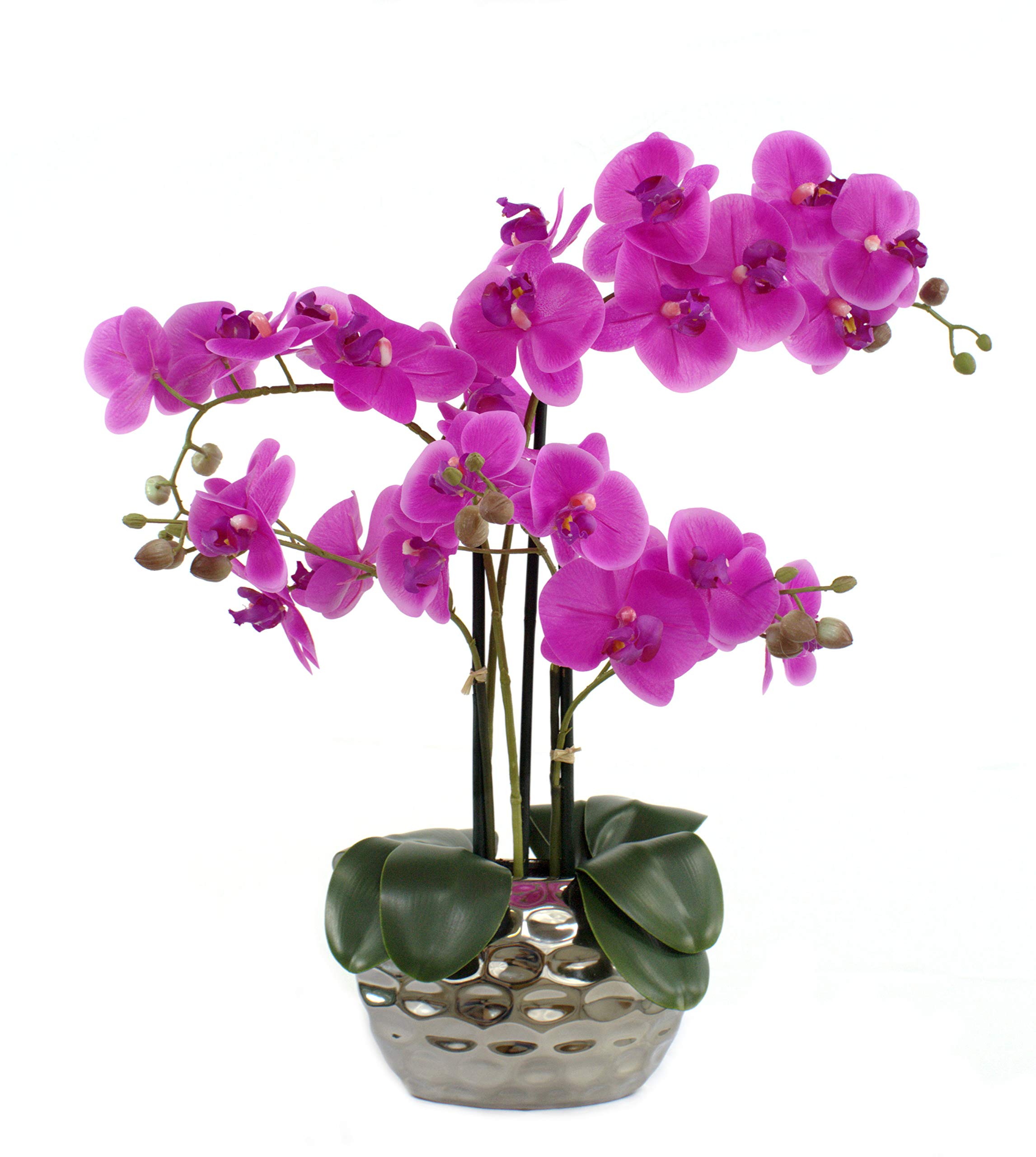 pasch orchidee