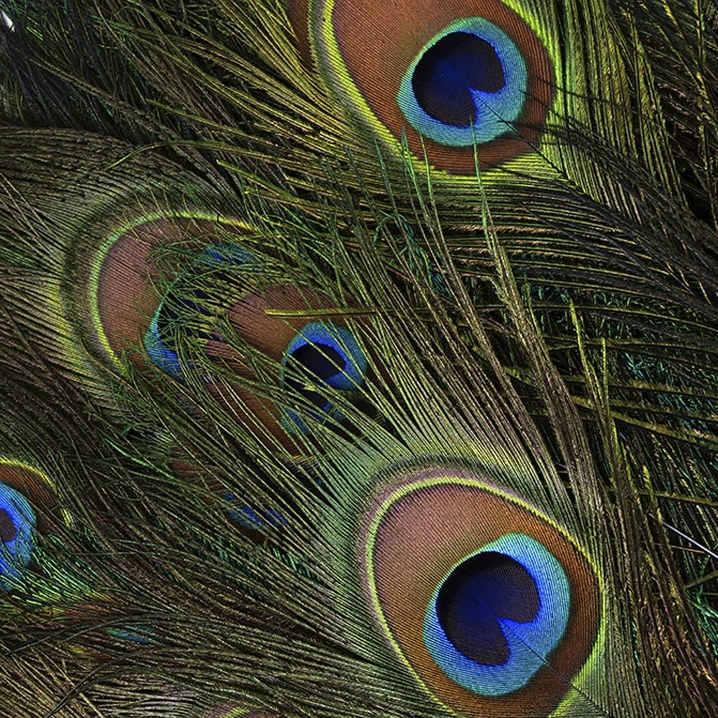ZUCKER Feathers - Peacock Tail Eyes Stem Dyed - 25-40" - in Your Choice of Colors