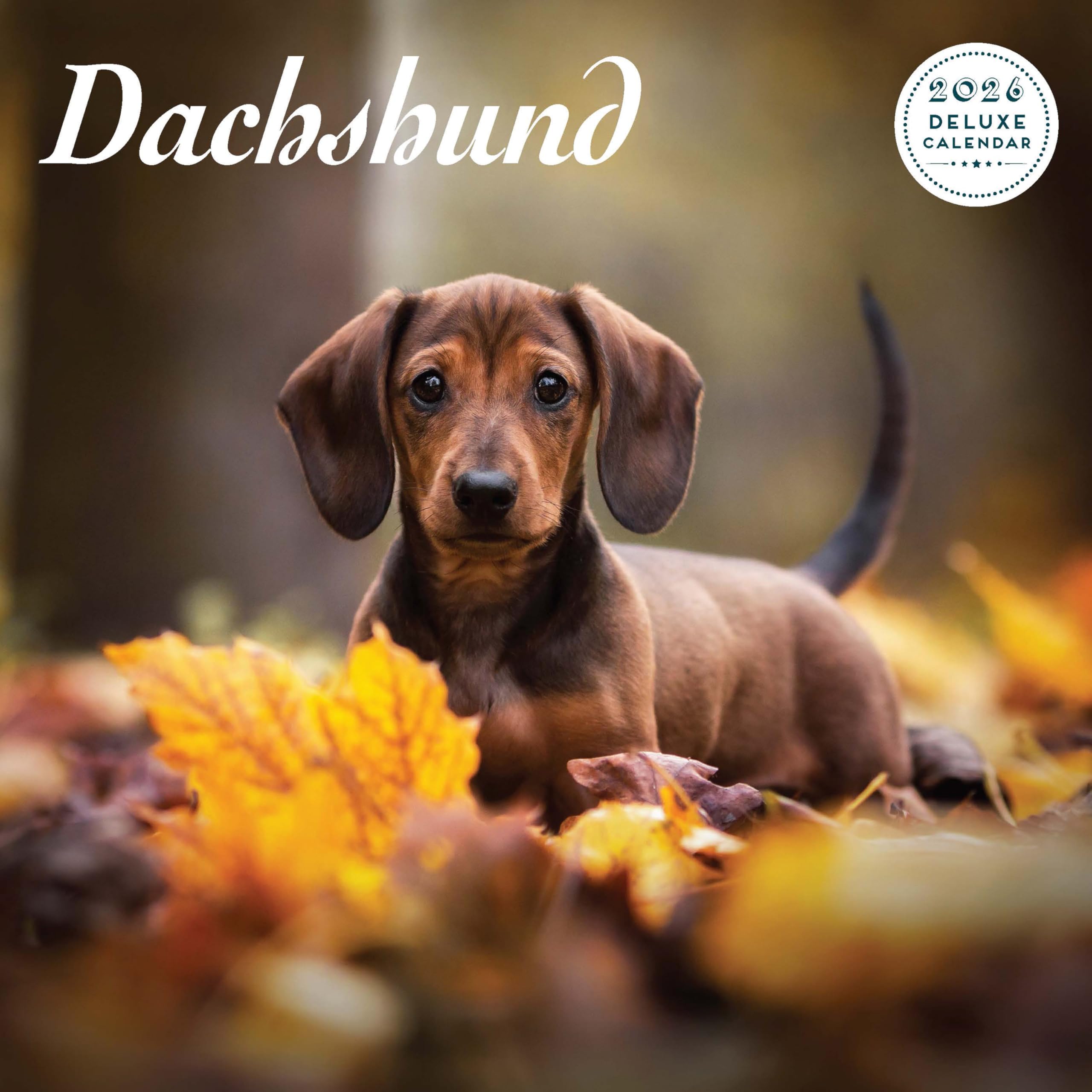 Dachshund 2026 Deluxe Calendar