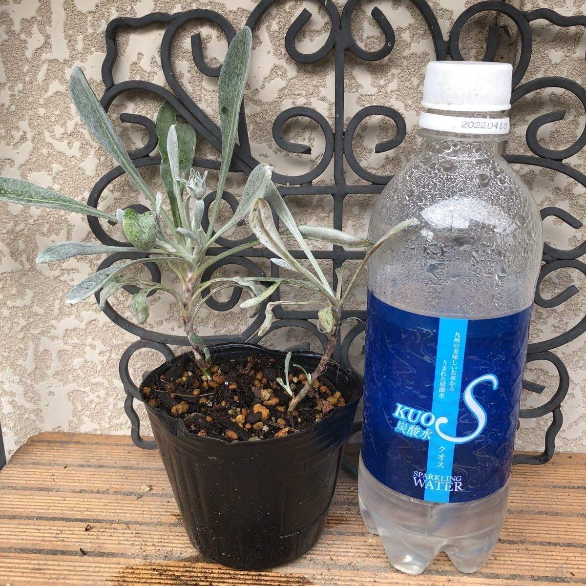 Amazon.co.jp: 蕾付き レア 人気 美しいシルバーリーフ レモン色