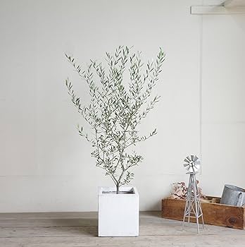 オリーブの木 約1.2m 生育中 白ポット オリーブの木 約1.2m 生育中 白ポット 苗木・植木