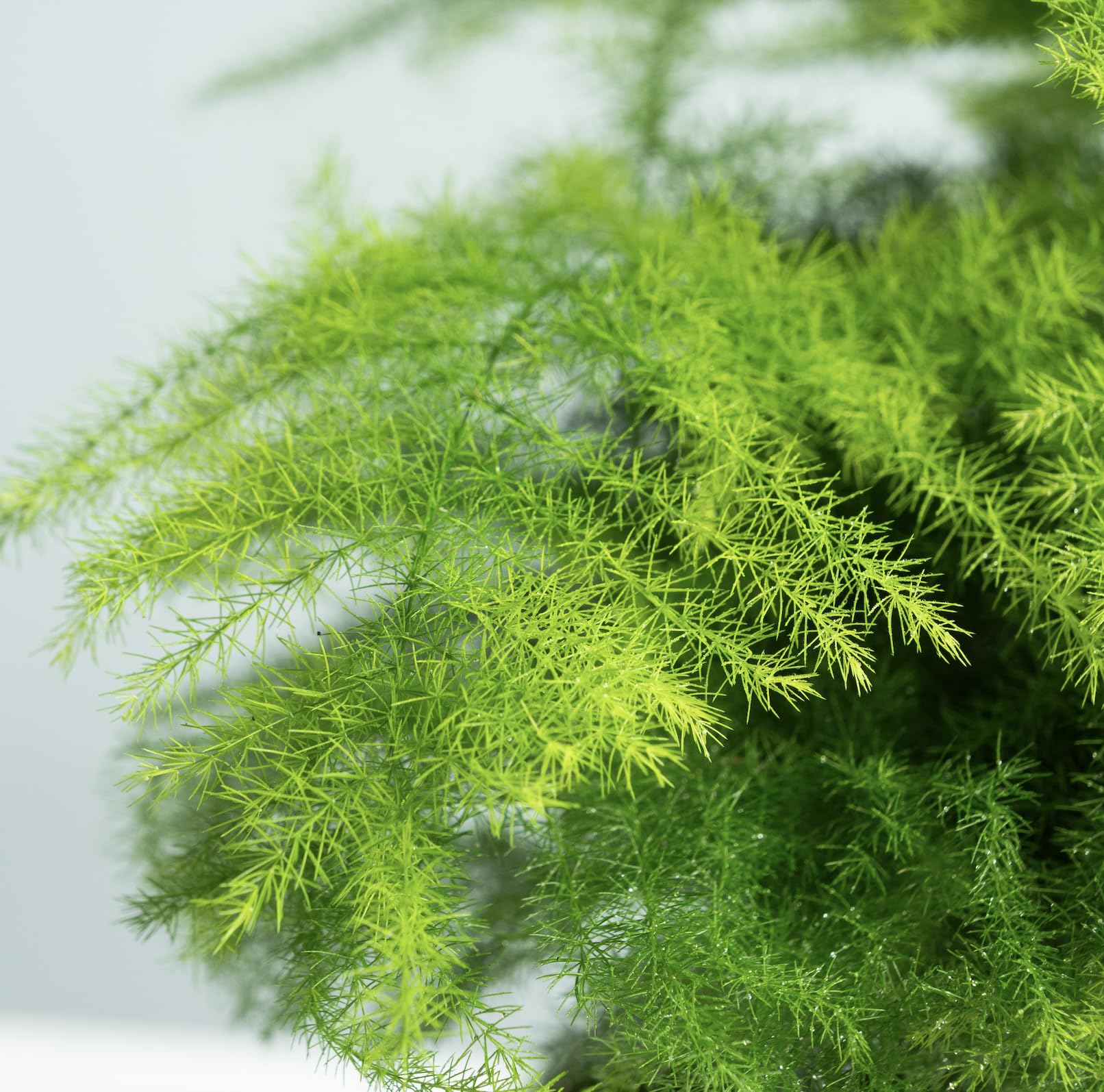 Terrario Plantas de Cristal | Recipiente con Ficus Ginseng y Fitonia | Jardín Eterno | Omotesando | Plantas Naturales | Ecosistema Natural | Jardín en un Bol | Regar una Vez al año | Aspa Natura