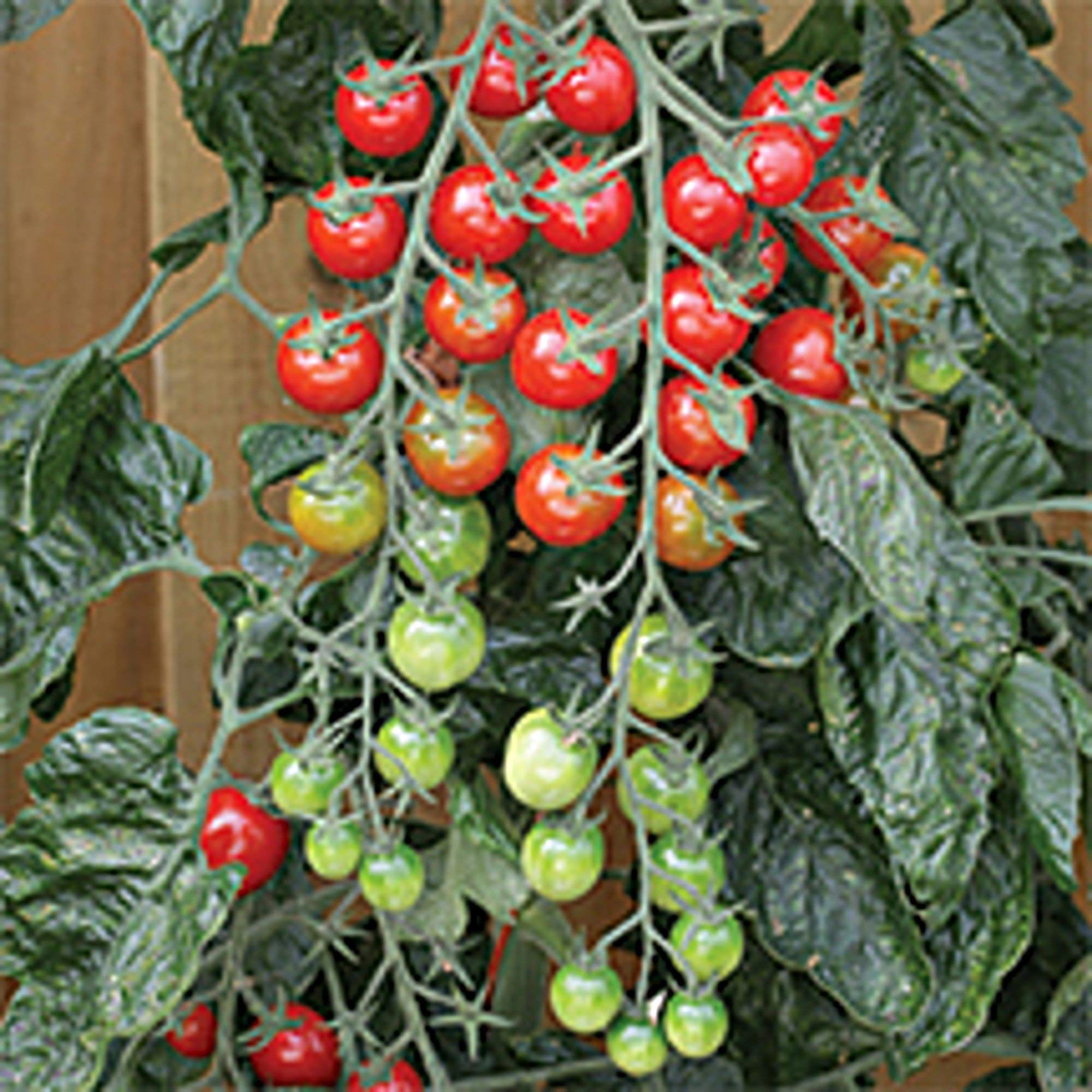 Rapunzel Tomato Seeds (((50 Seed Packet))) (More Heirloom, Non GMO, Vegetable, Fruit, Herb, Flower Garden Seeds at Seed King Express)